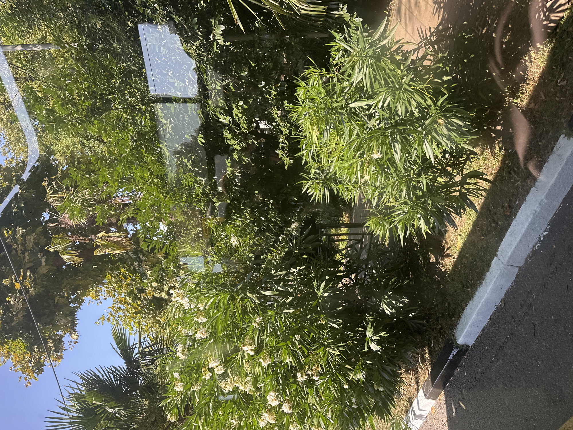 This is a sunlit, daytime, outdoor photograph taken from inside a vehicle looking out through a glass window. The scene depicts a lush green environment, likely a roadside verge or park area, with abundant vegetation including flowering bushes, palm trees, and larger leafy trees. There are reflections on the glass, obscuring some details of the background. The foreground shows a paved road surface with a curb. The overall impression is of a warm, tropical or subtropical climate. The image does not contain any discernible elements that would definitively place it in Sochi, Russia, or any other specific city.