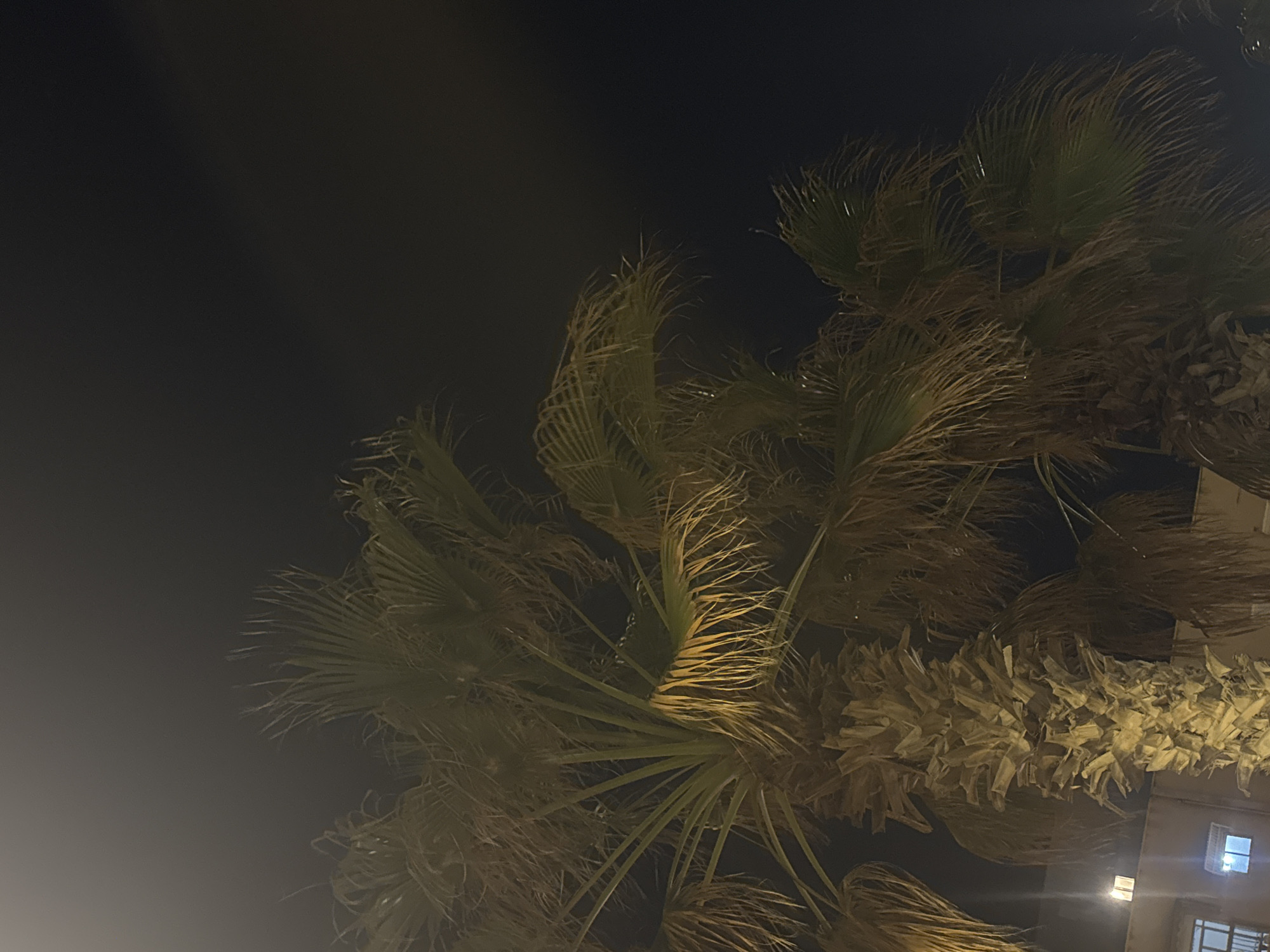 The image depicts a nighttime scene in what appears to be Bat Yam, Israel. The foreground is dominated by several palm trees. The sky is a dark grey. A building is barely visible in the lower right corner of the image. Some windows are visible on the building and a light source illuminates the exterior. No people are visible in the frame.