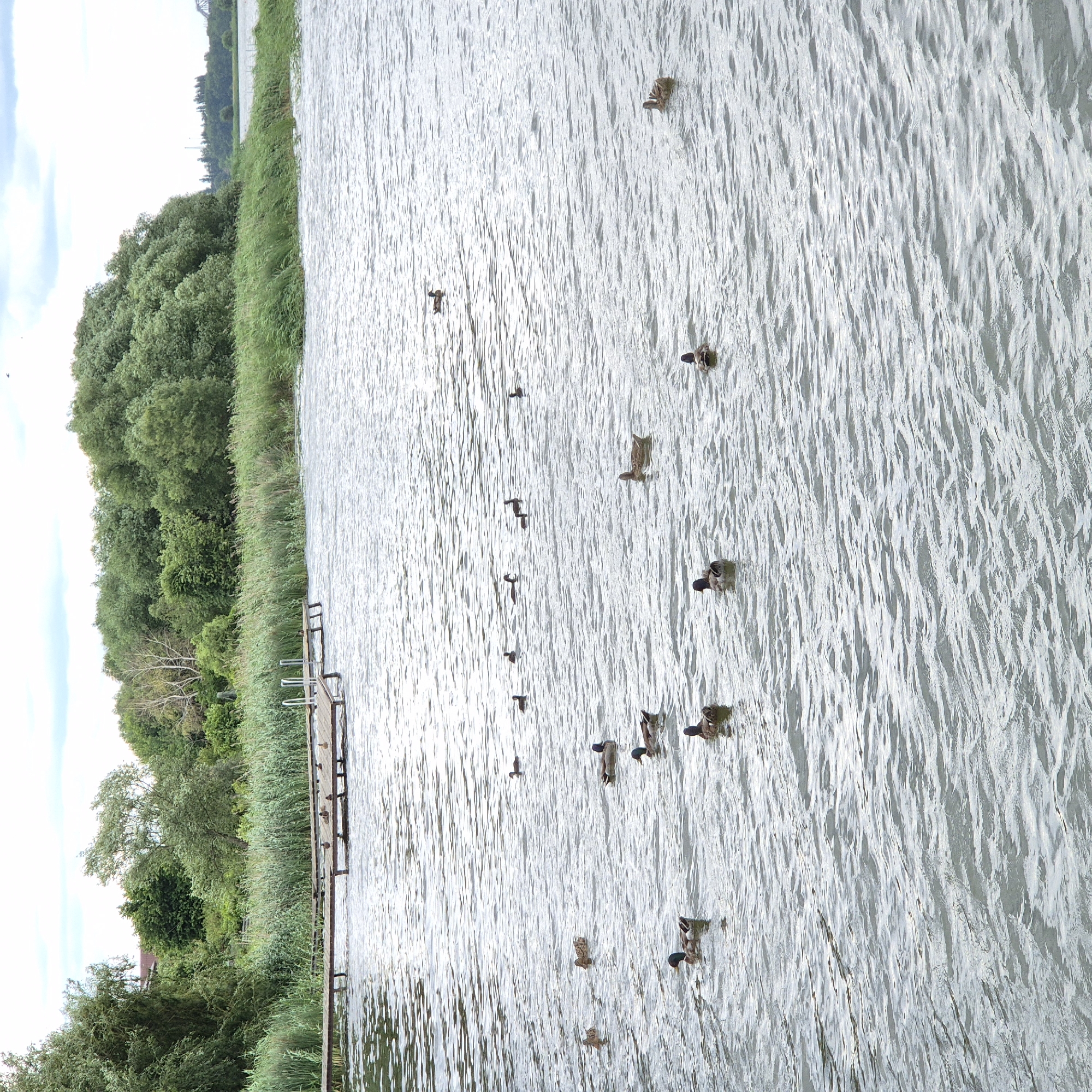 The image depicts a body of water with several ducks swimming. In the background, there is a dense line of trees and reeds along the shoreline, with a wooden pier extending into the water. The sky is overcast with scattered clouds. There are no people visible in the image. The scene is a natural outdoor environment, likely a lake or river, with signs of human infrastructure in the form of the pier. The presence of ducks suggests a wildlife habitat. The provided context places this scene in the city of Liski, Russia.