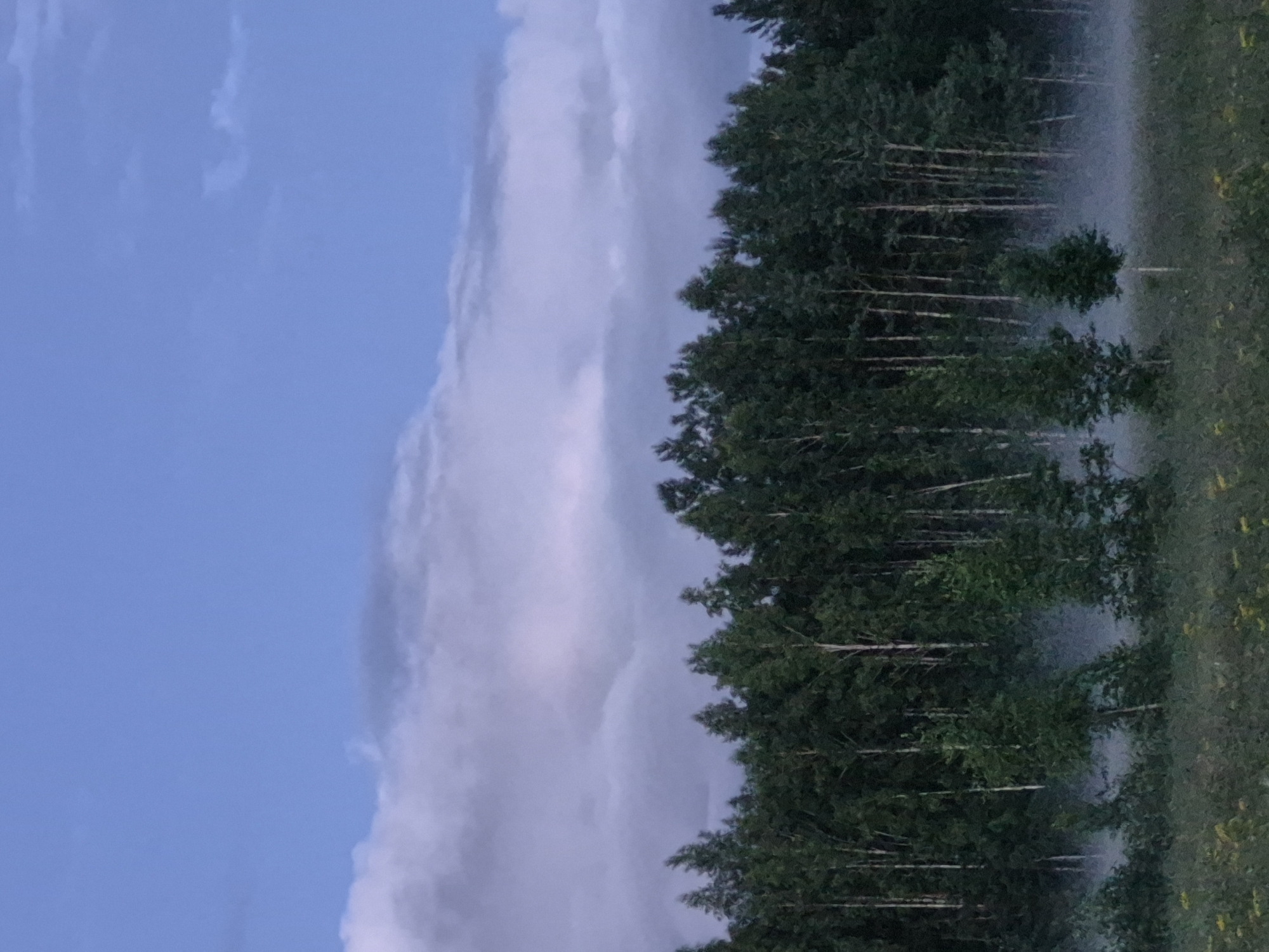 The image depicts a forest edge at twilight, with a thin layer of mist clinging to the ground. The sky above is a gradient of deep blue at the top, transitioning to lighter shades with wispy clouds tinged with purple and pink hues. A dense line of trees, primarily birch with their white trunks visible, forms a dark barrier across the middle of the frame. The foreground consists of a grassy field dotted with small yellow wildflowers. The mist obscures the lower portions of some trees and creates a hazy effect in the mid-ground. There are no people or visible animals present in the scene. The overall impression is one of a serene, natural landscape.