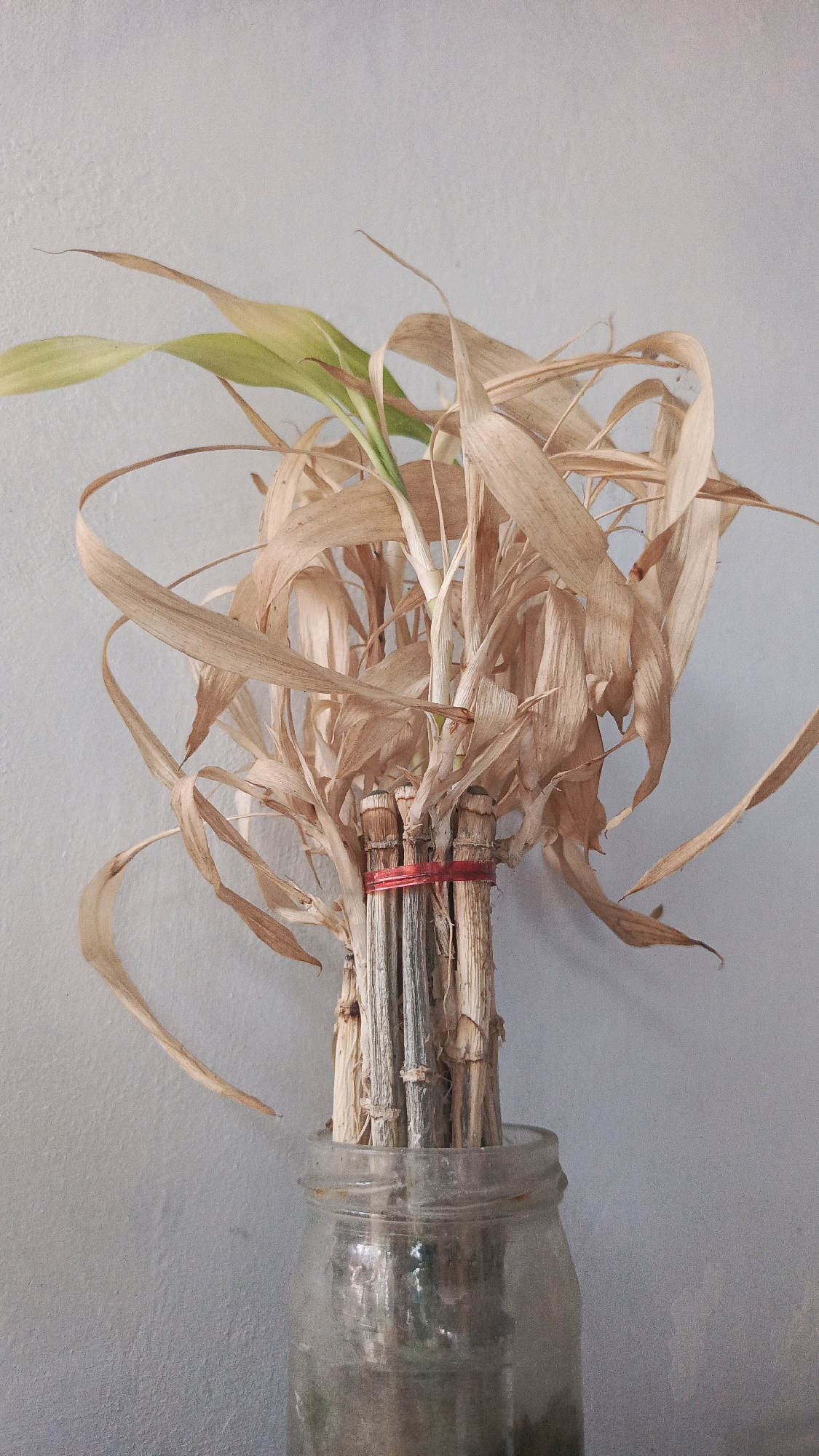 A bunch of dried bamboo stalks, tied together with a red rubber band, are placed in a glass jar filled with water. The stalks have a few green leaves emerging from the top, suggesting a hint of life amidst the dryness. The background is a plain, light gray wall. The scene appears to be indoors, possibly in a residential setting. The image does not contain any explicit information about the city of Babadan, Indonesia.