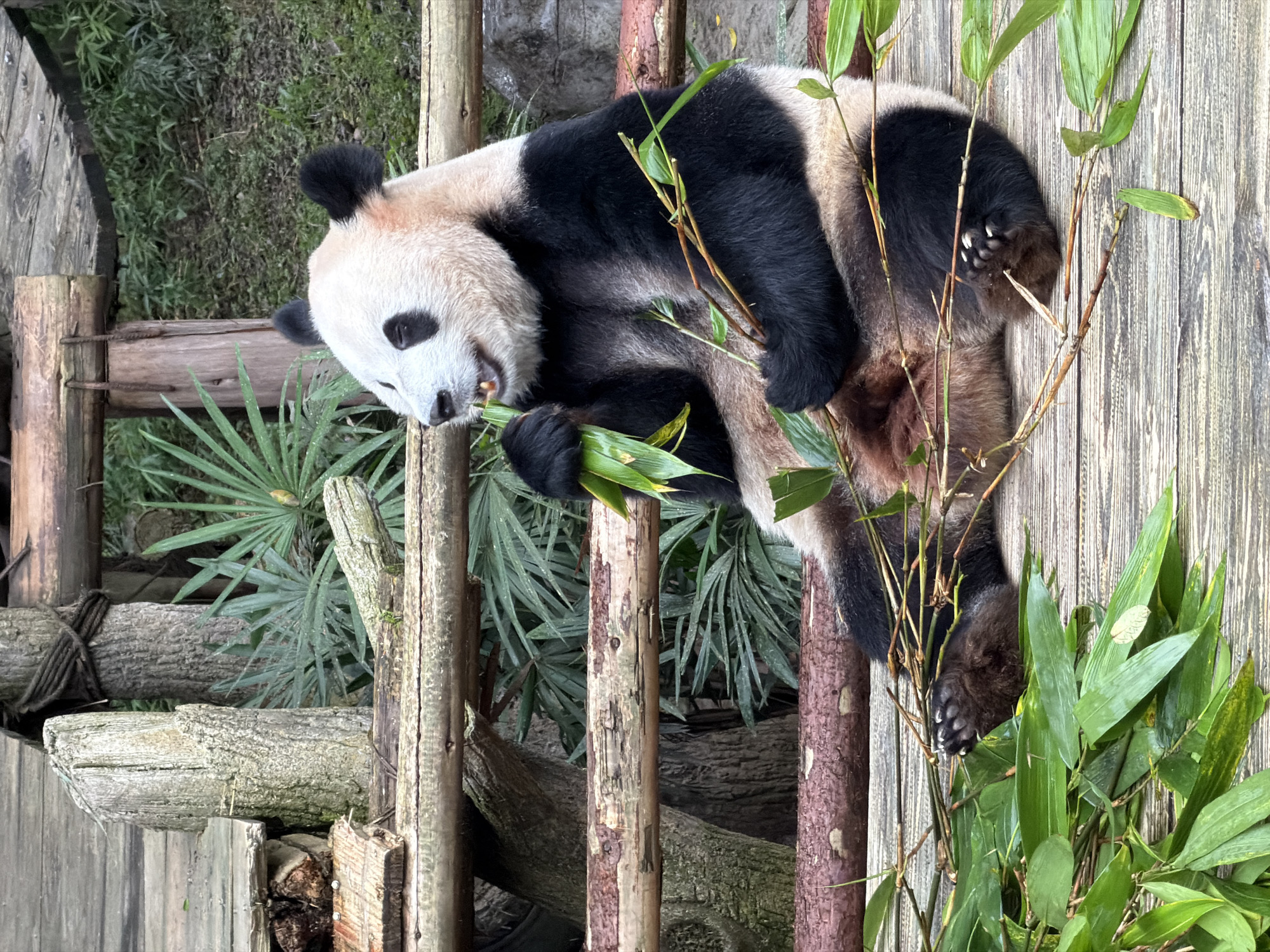 A giant panda is seated on a wooden platform in an enclosure, actively eating bamboo. The panda, with its characteristic black and white markings, is holding several stalks of bamboo in its paws and chewing on them. The enclosure features wooden fencing and structures, with lush green foliage and trees visible in the background. The lighting suggests it is daytime, possibly overcast. The scene appears to be in a zoo or wildlife park, likely in the Jiulongpo District, China, given the presence of giant pandas and their natural habitat elements.