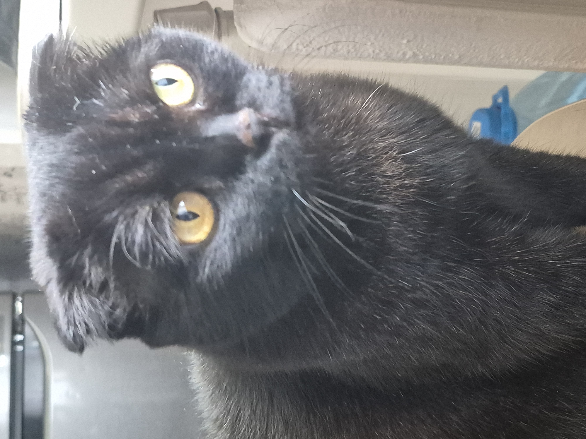 A close-up, head-on shot shows a black cat with bright yellow eyes. The cat's ears are folded forward. The cat is looking directly at the camera with a slightly curious expression. Its whiskers are long and white, and its fur appears dark and possibly a little ruffled. The background is out of focus, with hints of what appears to be an indoor setting with muted colors and possibly some household objects. There is no information in the image to determine the location in Uglegorsk, Russia, or any other specific details about the environment.