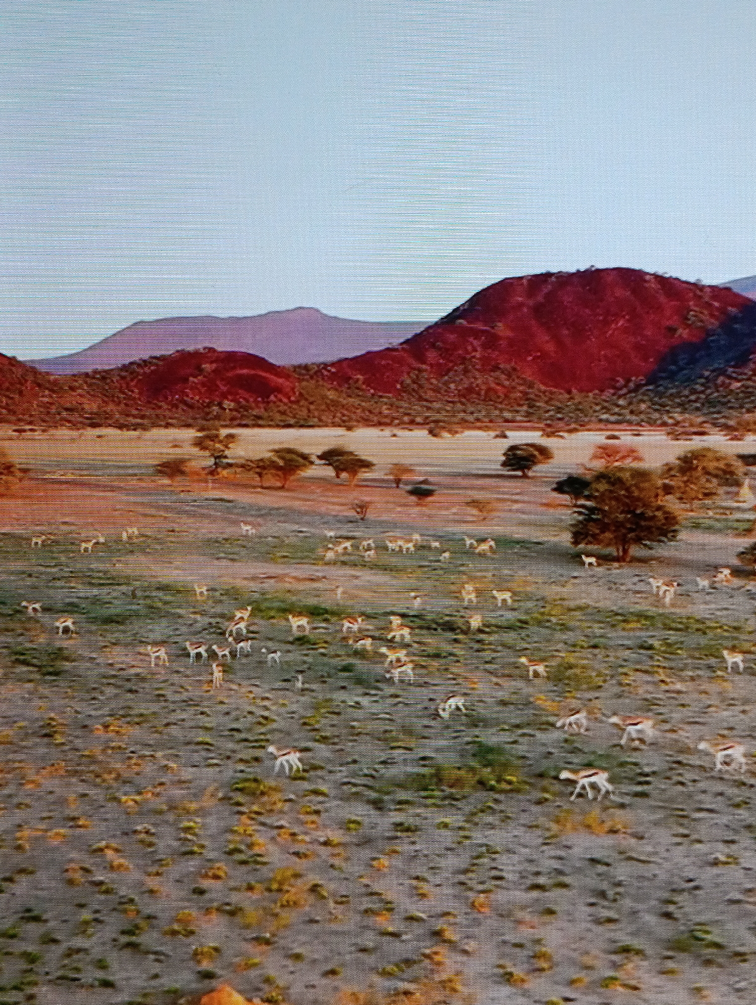 The image shows a wide, arid landscape with a herd of gazelles or similar antelopes scattered across the foreground. Several trees are dispersed throughout the plain, providing sparse vegetation. In the background, there are rolling hills, with one prominent red-colored hill dominating the scene. The sky is a light, clear color. The exact location is unknown.