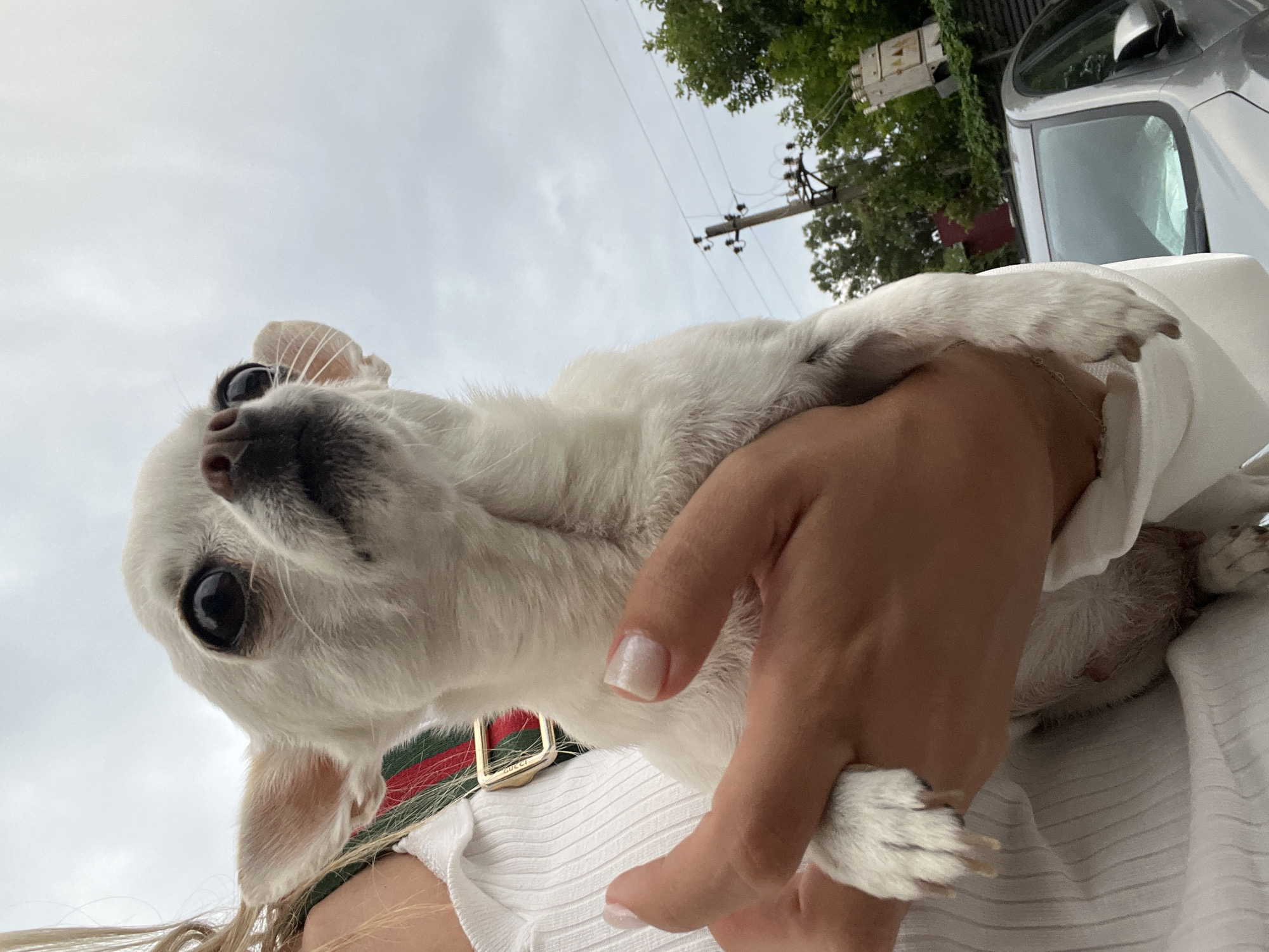 A low-angle medium shot captures a small, white chihuahua dog being held in a person's arms, with its head turned to look directly at the camera. The dog has large, dark eyes, a small pink nose, and prominent ears that are slightly flared outwards. Its white fur is short and smooth. The person holding the dog is wearing a white ribbed top, and a portion of a red, green, and gold striped strap is visible around their neck, appearing to be part of a necklace or collar. The dog's left paw rests on the person's hand, and the fingernails are painted a light, pearlescent color.
The background is an overcast sky, with some indistinct clouds. To the right, a utility pole with electrical equipment and wires is visible, along with green trees and a section of a dark fence. A silver car is parked in the lower right corner of the frame, with its windshield visible. The scene appears to be outdoors, possibly in a residential or semi-urban area. The setting has been identified as Kryzhanivka, Ukraine.