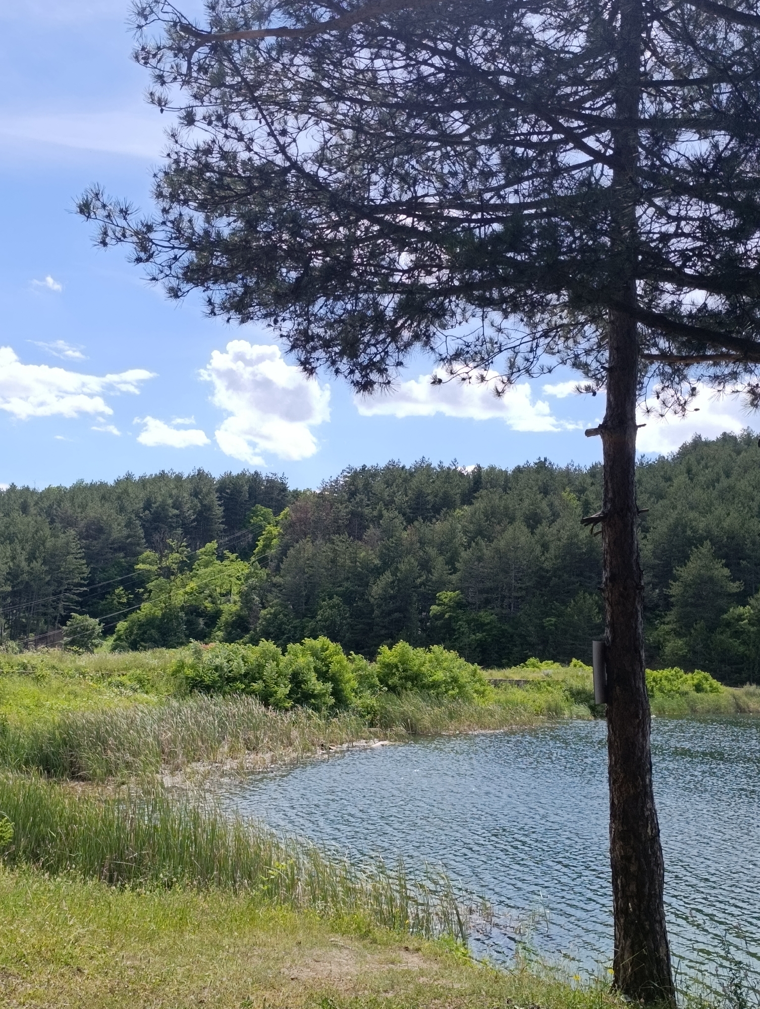 This is a vertical, eye-level, outdoor photograph of a lake on a sunny day in Nevestino, Bulgaria. In the foreground, a rough-barked pine tree trunk stands vertically to the right of the frame. The lake is on the right side of the image, with light blue water rippling. Reeds and tall green grass grow along the lake's edge on the left side of the frame. Beyond the lake, a dense forest of green pine trees covers a sloping hillside, with a few brighter green deciduous trees interspersed. The sky is bright blue with scattered white, fluffy clouds. The overall scene is natural and serene.