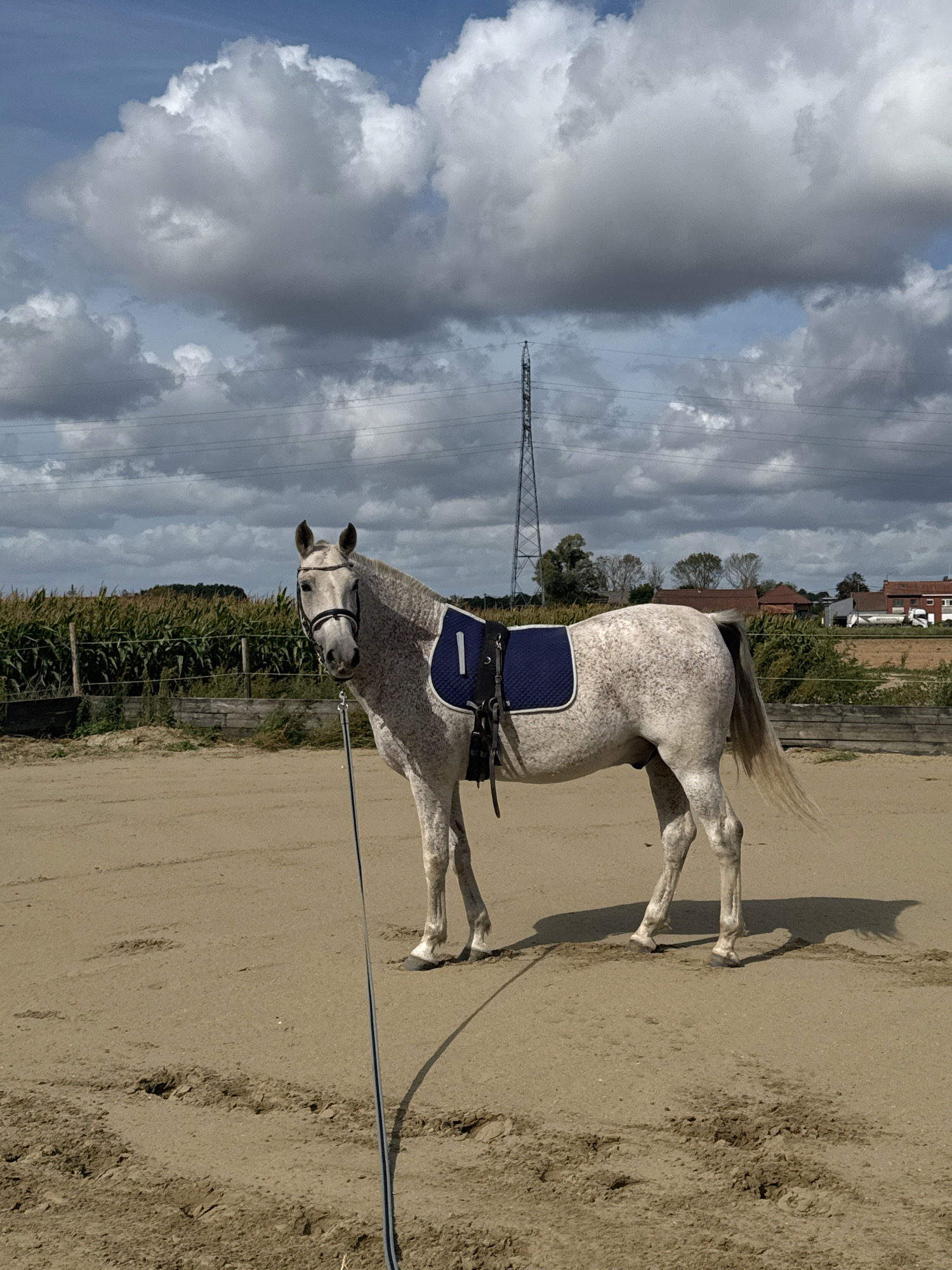 A dappled grey horse stands in a sandy enclosure under a cloudy sky. The horse is equipped with a halter and bridle, and a blue saddle pad with the number "1" is visible on its back. A lead rope is attached to the horse. In the background, there is a fence, tall green crops, trees, and buildings, suggesting a rural or semi-rural setting. Power lines and a pylon are also visible in the distance. The lighting indicates it is daytime. The image appears to have been taken in or near Estaimpuis, Belgium, given the context provided by the user.