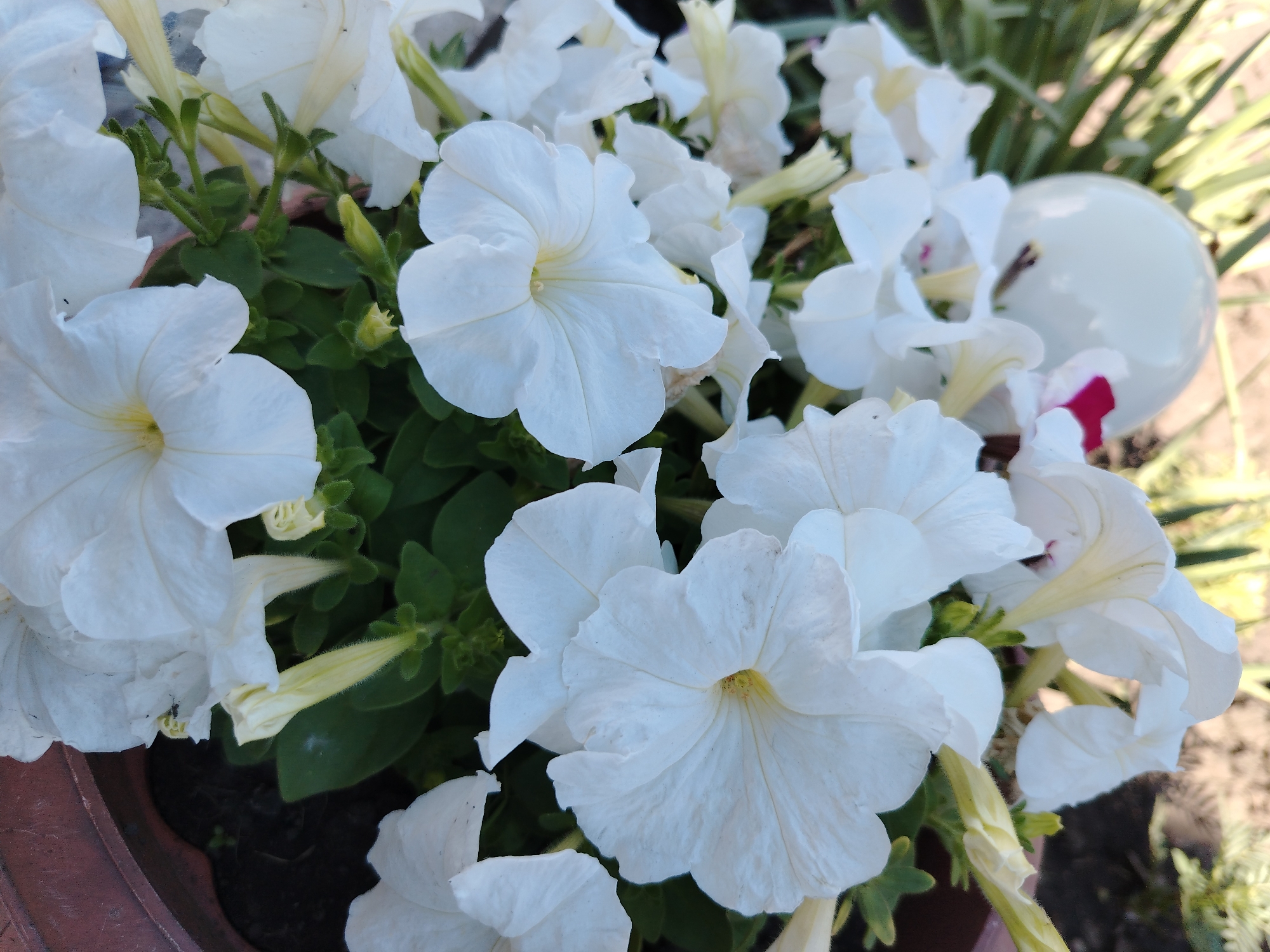 A close-up, eye-level, outdoor, slightly overhead shot captures a planter filled with numerous white petunias in bloom. The flowers are the primary focus, with their delicate, trumpet-shaped petals and light yellow centers filling the frame. Some green leaves are visible between the blossoms. In the upper right quadrant, a smooth, spherical white object, possibly a garden ornament, is partially obscured by the flowers. A hint of pink can be seen on this object. The background is blurred, showing hints of green foliage and what appears to be a dry, textured surface, likely soil or pavement. The scene is well-lit by natural daylight. The image was taken in the city of Iskitim, Russia.