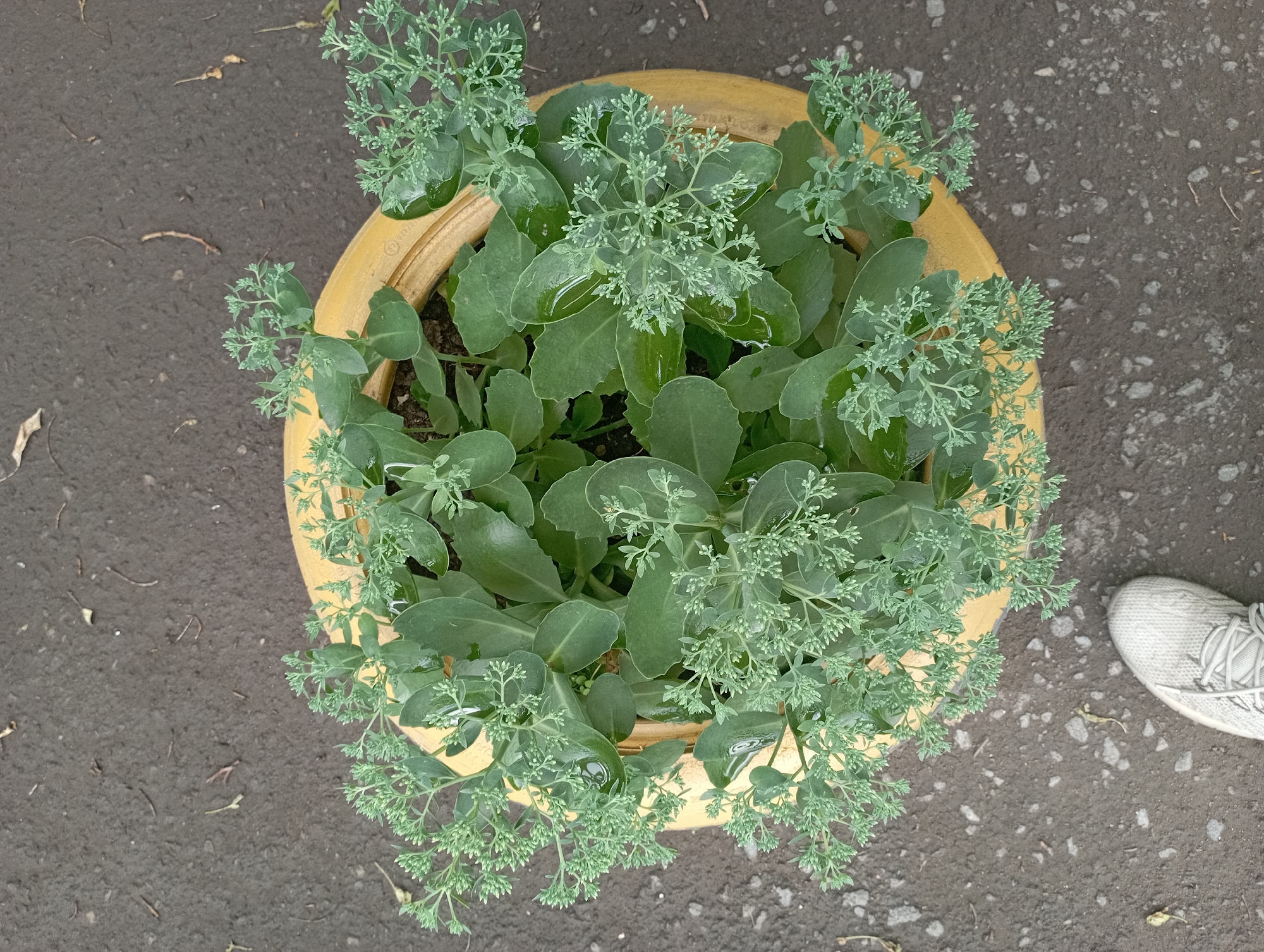 A close-up, top-down shot captures a yellow planter filled with a lush, green plant that appears to be a sedum or stonecrop. The plant has thick, succulent leaves and numerous clusters of small, pale green buds or flowers. Droplets of water are visible on some of the leaves, suggesting it may have recently rained or been watered. The planter sits on a dark, asphalt-like surface, possibly a sidewalk or road, with scattered small pebbles and debris. In the bottom left corner of the frame, the toe of a white athletic shoe with grey laces is visible, implying a person is standing near the planter. The background is out of focus, showing more of the dark ground surface. There are no specific identifying features of the city of Qarağandı city administration, Kazakhstan in this image.