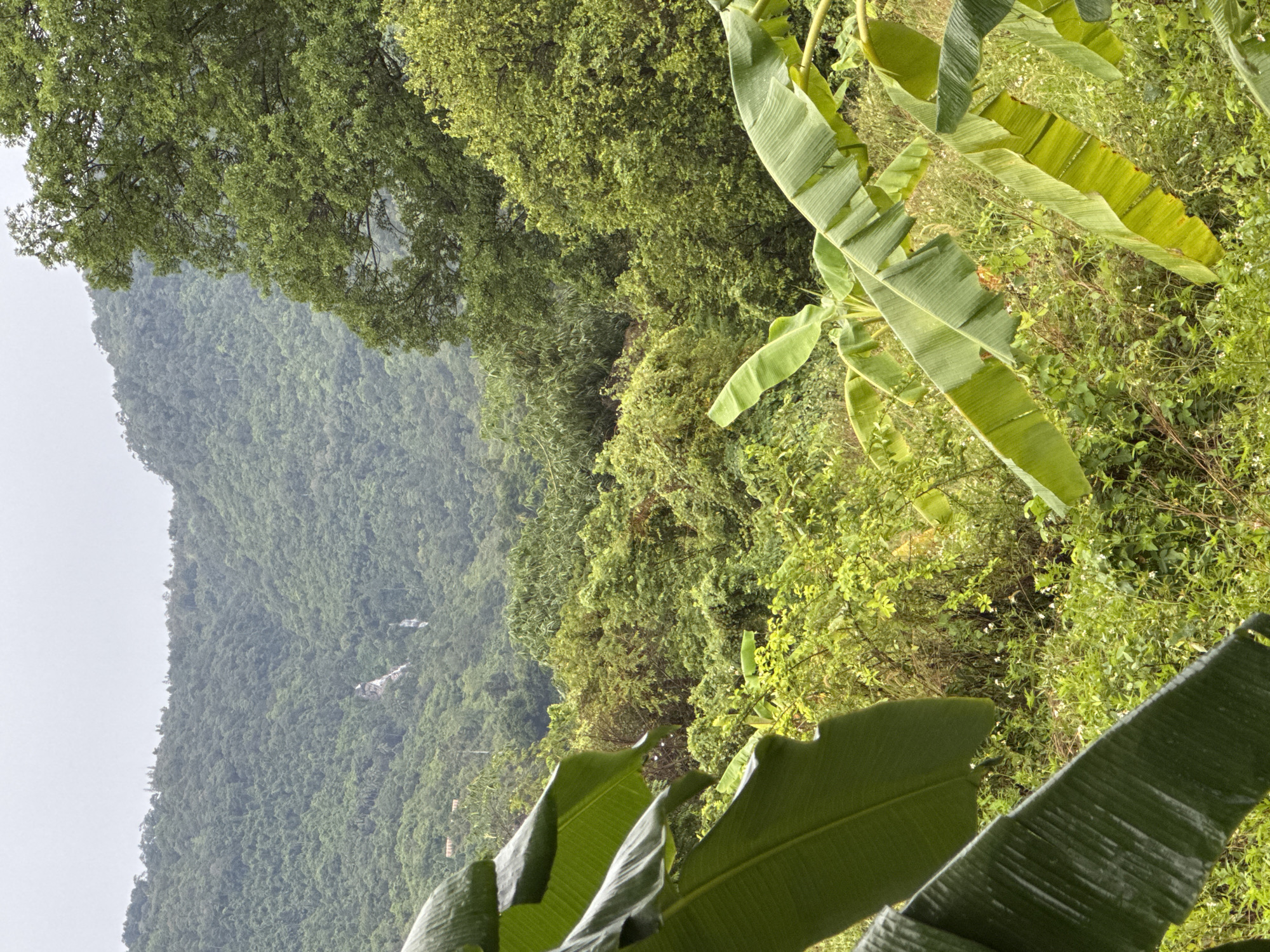 The image depicts a lush, mountainous landscape in Baan Nok Sai, Thailand, characterized by dense green foliage and a waterfall cascading down a mountainside in the distance. In the foreground, large, wet banana leaves dominate the frame, their ribbed texture and vibrant green color suggesting a recent rainfall. The middle ground is filled with a thick canopy of various trees and undergrowth, creating a sense of depth and natural abundance. The background features a mist-shrouded mountain, with the waterfall appearing as a thin, white ribbon against the darker green slopes. The overall atmosphere is serene and tropical, with a hint of humidity evident in the sheen on the banana leaves. There are no people or animals visible in the scene. The sky is overcast, contributing to the muted, diffused light.