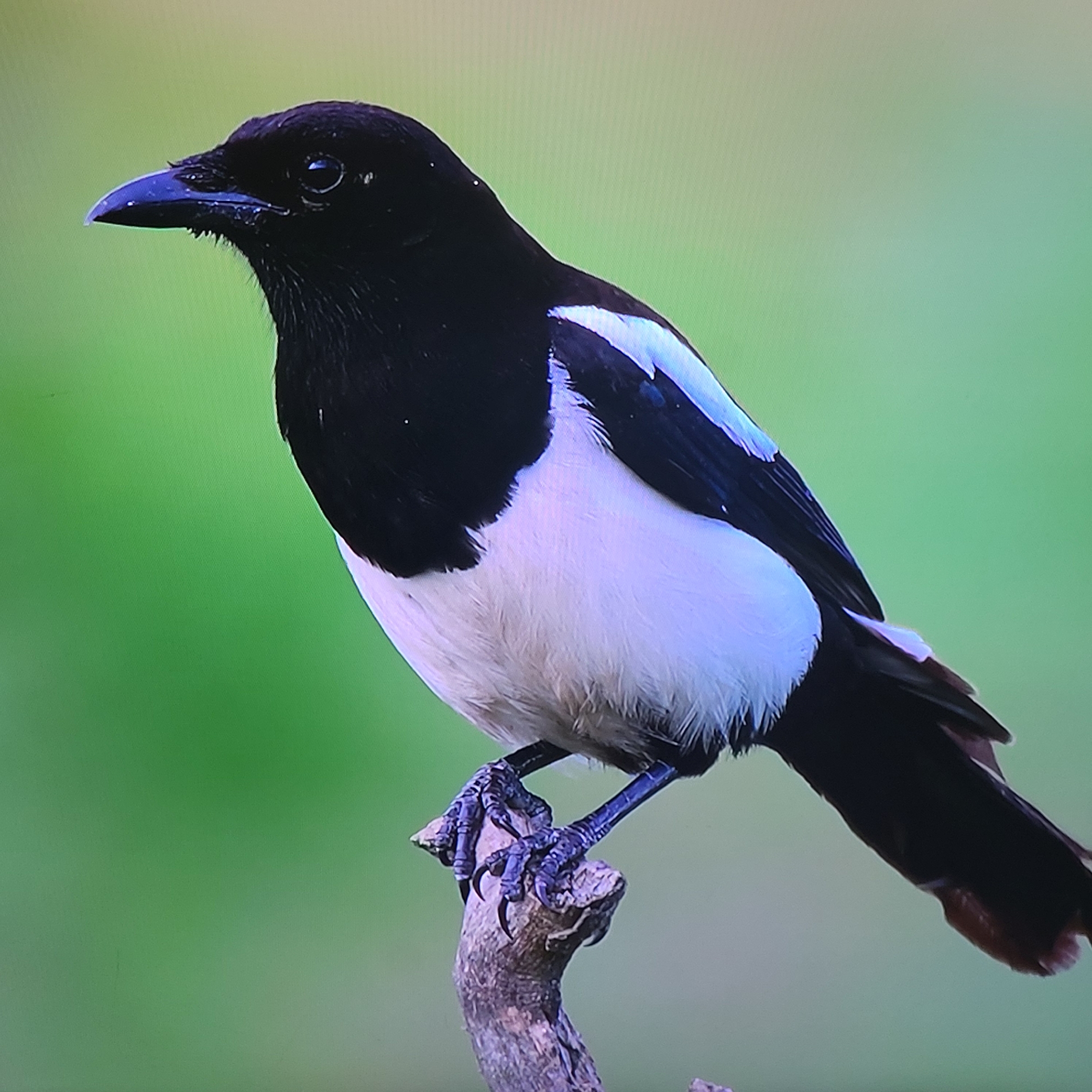 A magpie is perched on a branch. The bird has black and white feathers, with a black head, neck, and tail, and white underparts. The background is a blurry green, suggesting vegetation. No information is available about the image location in Yerevan, Armenia.