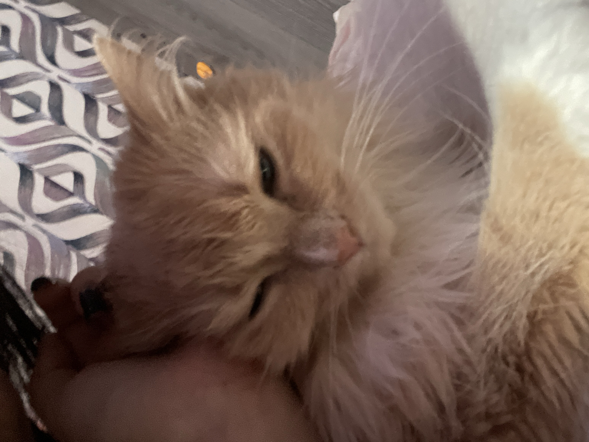 A close-up image shows a fluffy, light orange cat resting its head on a person's hand. The cat appears relaxed, with its eyes partially closed. A patterned surface is visible in the background. There is no information in the image to indicate a location in the city of Chaikovsky, Russia.