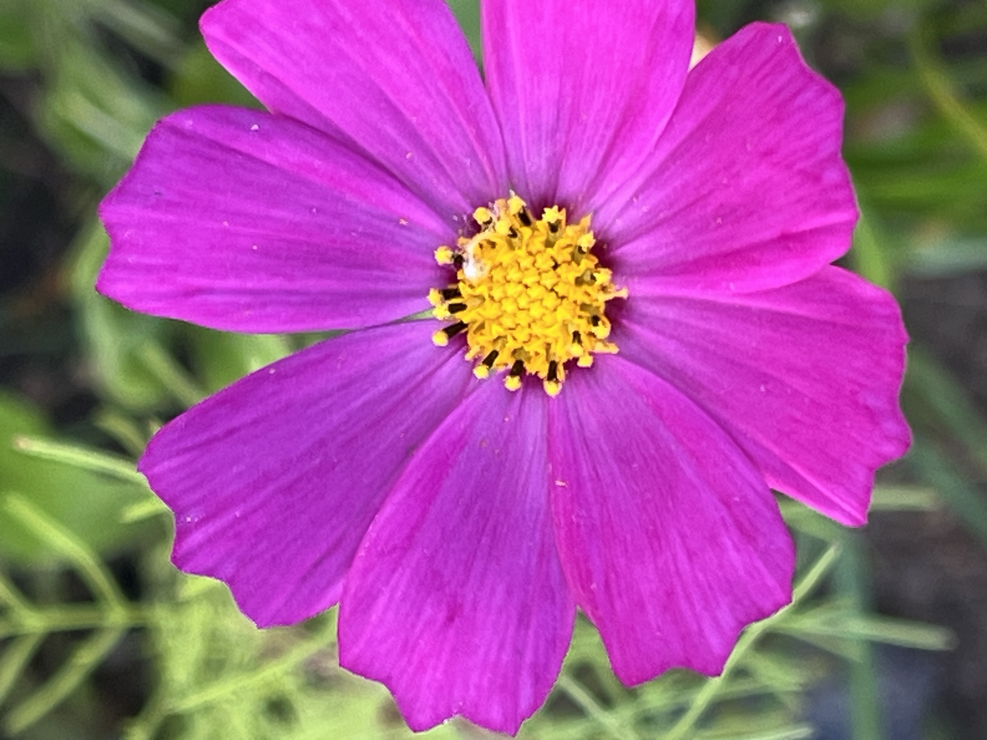 A close-up, low-angle shot of a vibrant fuchsia cosmos flower is centered in the frame. The flower's petals, delicate and slightly wavy at the edges, radiate outwards from a bright yellow and black center. The petals are tinged with lighter shades of pink, particularly towards their tips, and a few tiny water droplets are visible on their surface. The background is a blur of soft green foliage and darker earthy tones, suggesting an outdoor setting. There are no people or animals present. The image is likely a photograph taken in a garden or natural area.