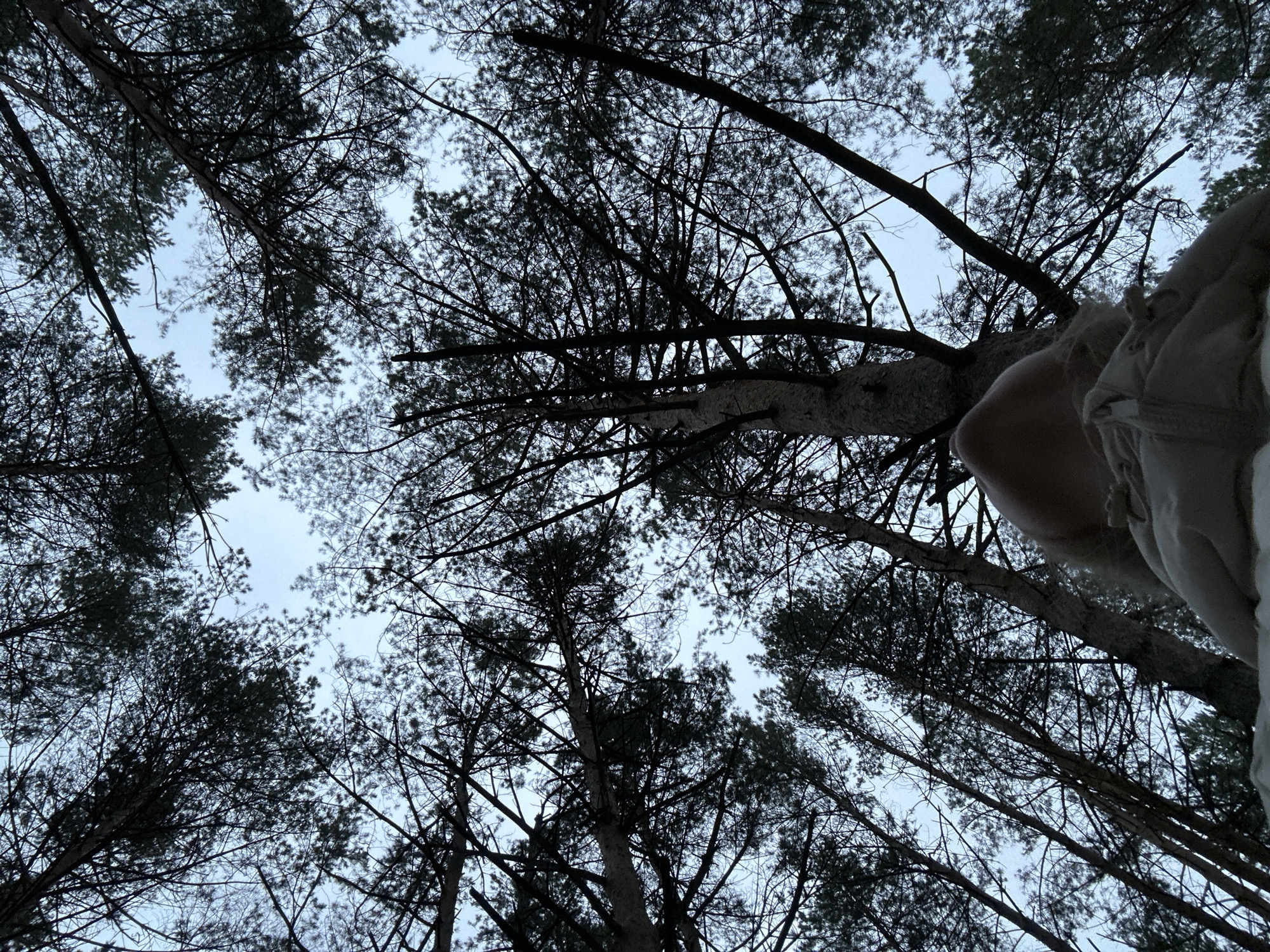 The image is a low-angle shot looking up through a canopy of pine trees towards a pale sky. The trees are silhouetted against the light, with many branches and needles visible. In the lower right, there is a blurred figure wearing a light-colored garment. This image was taken in the city of Chaikovsky, Russia.