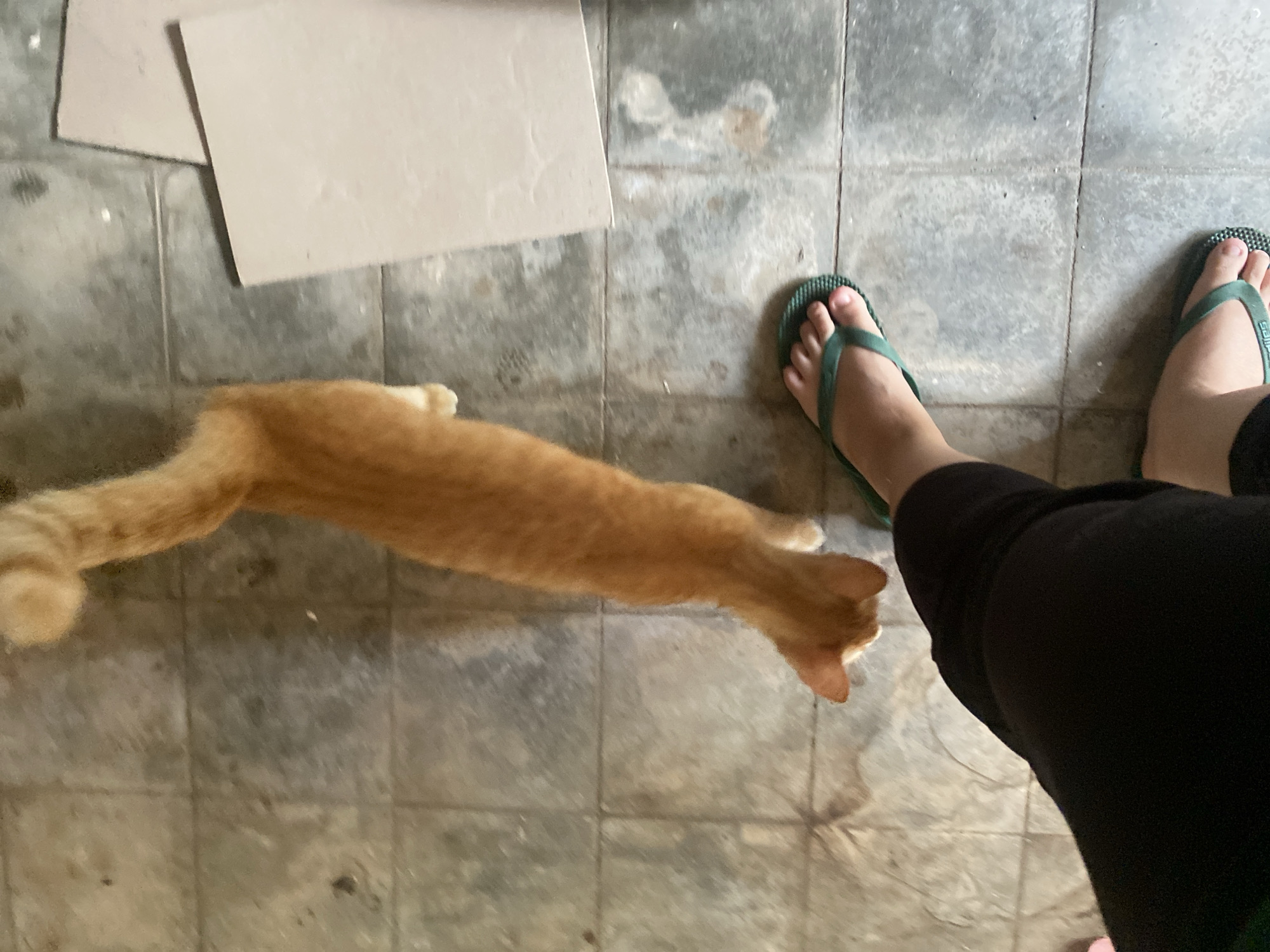 An overhead, eye-level shot shows a ginger cat standing on a tiled floor, facing away from the camera. To the left of the frame, a person's legs and feet are visible, wearing black pants and green flip-flops. The floor is made of grey square tiles. Two light-colored rectangular objects are on the floor to the right of the cat. The scene appears to be indoors, possibly in Banjarbaru, Indonesia.