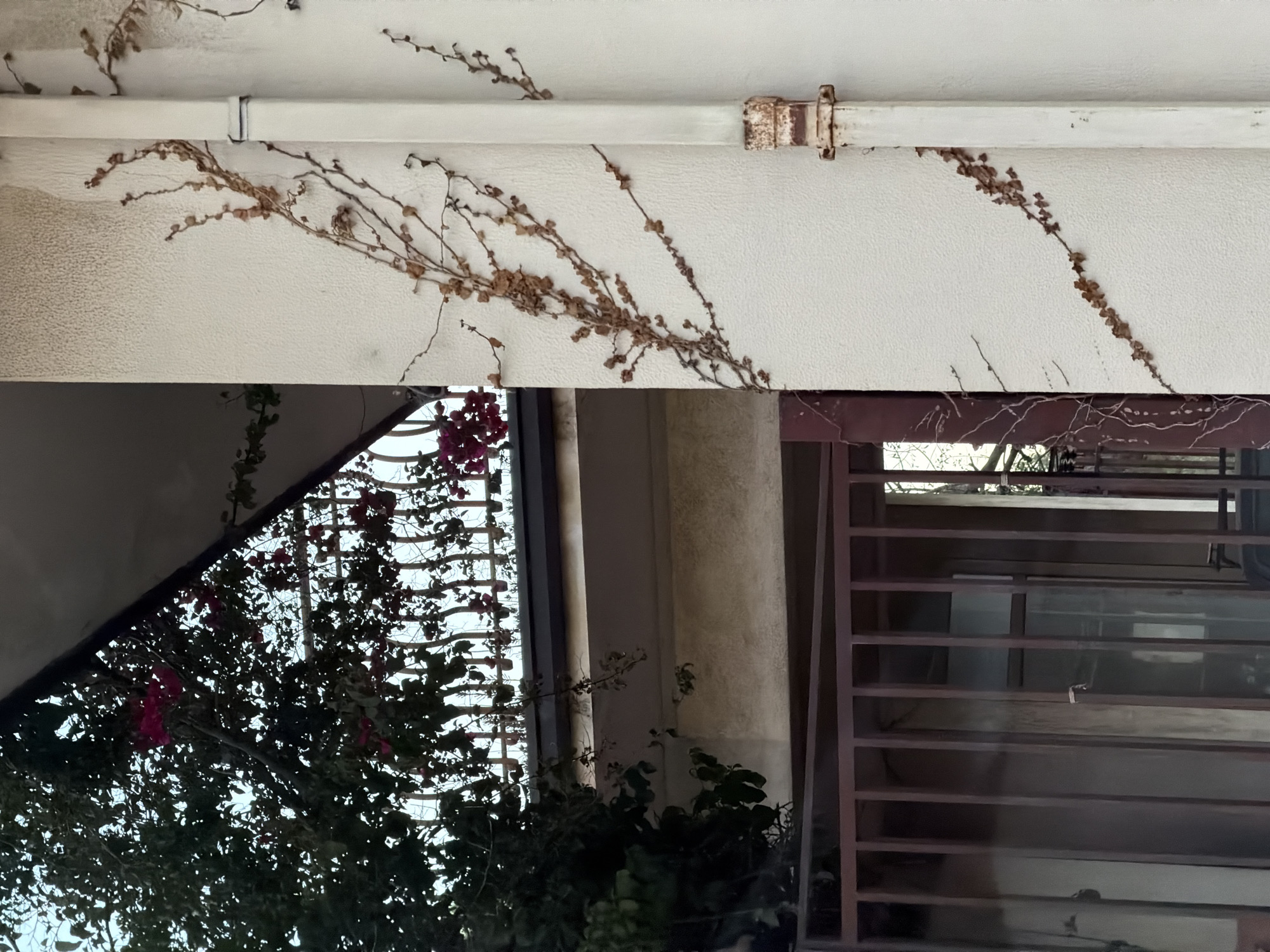 The image shows an exterior scene with architectural elements and vegetation. A white, textured overhang runs across the top of the frame, adorned with dried, clinging vines. A metal pipe with a rusted coupling is visible along the overhang.
Below the overhang is a partial view of a building's exterior. A window with a dark-colored grid is seen through lush, green vegetation with pink flowers. Adjacent to the window is a section of a wall or column, possibly made of concrete. To the right, a dark, horizontally slatted structure is partially visible. The scene appears to be in Acireale, Italy, based on the architectural style and vegetation.