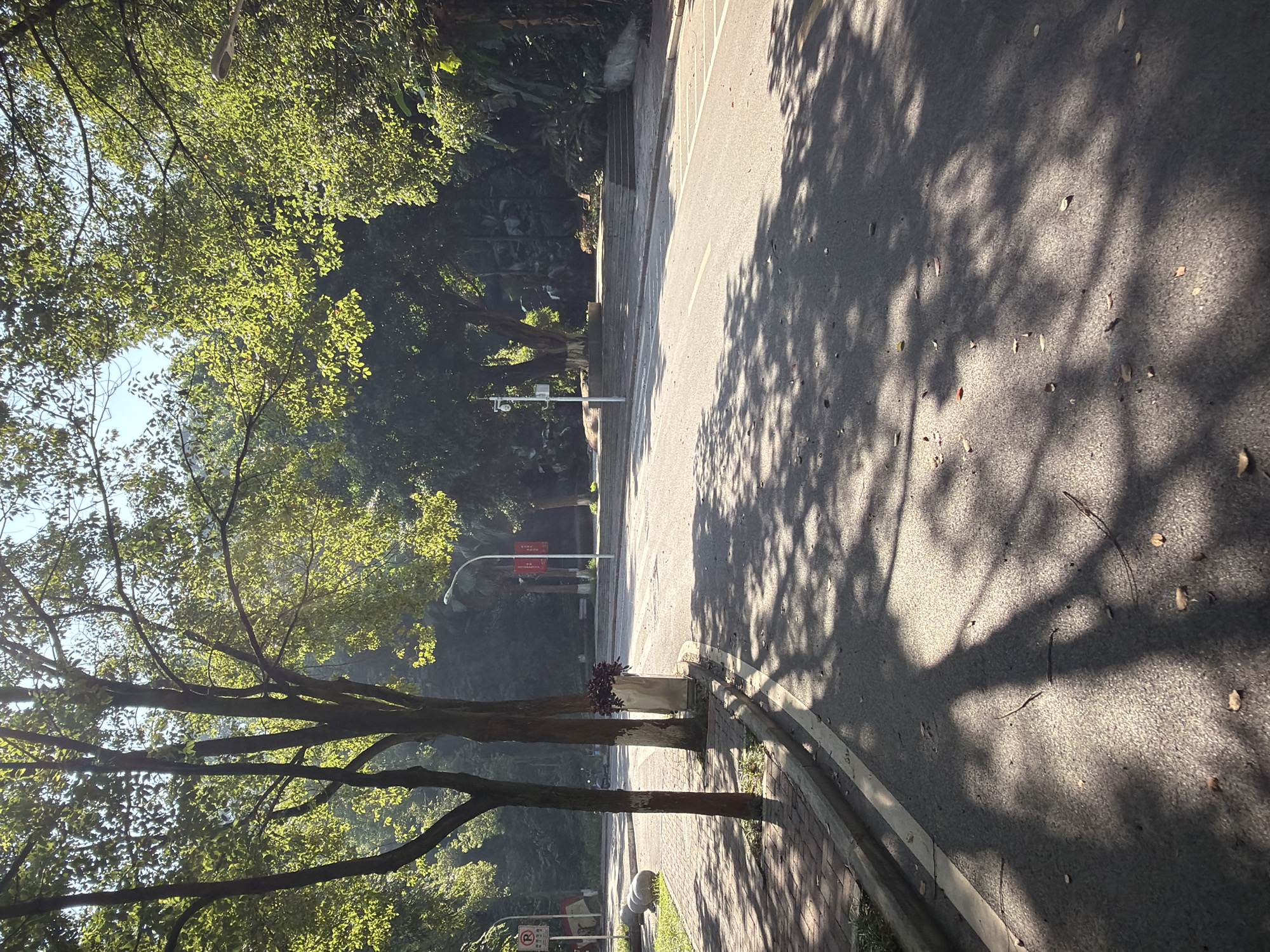 The image depicts a street scene in Jiangjin, China, bathed in sunlight which casts dappled shadows from the surrounding trees onto the asphalt road. The road appears to be a public thoroughfare, with a sidewalk and a curb running along the left side. Trees with lush green foliage line the sides of the road, creating a natural canopy. In the background, there are steps leading up to a slightly elevated area, with more trees and vegetation. A street lamp is visible on the right side of the road. There are no people or vehicles in the immediate foreground or midground of the image, suggesting a quiet moment in time. The overall impression is one of a peaceful, tree-lined street, likely within a park or a residential area.