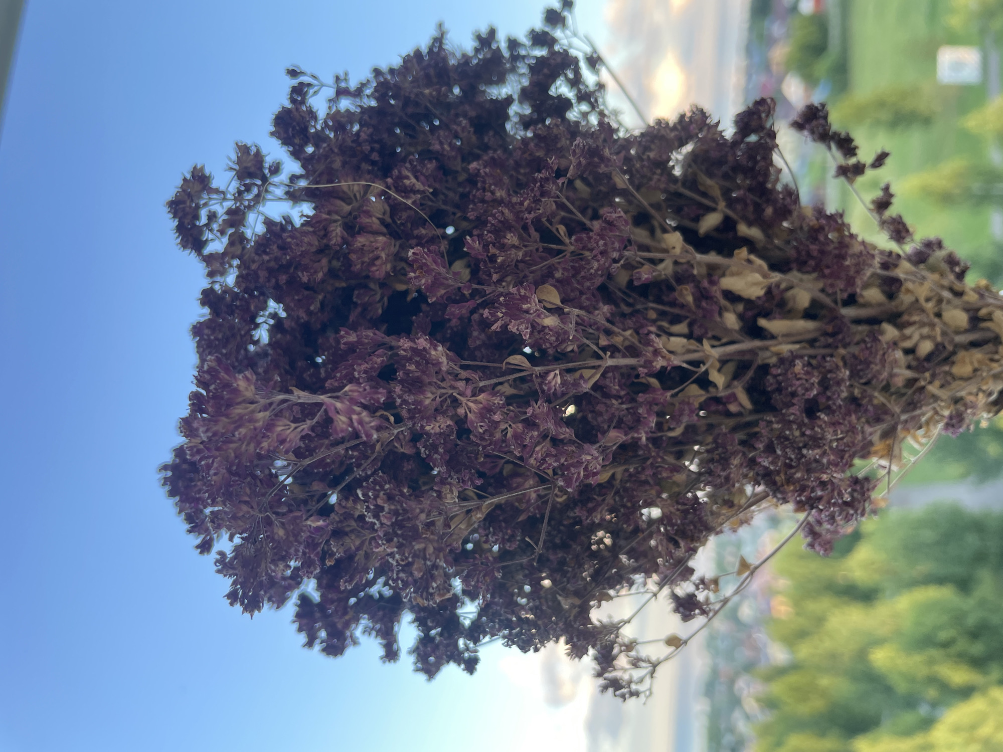A close-up, vertical shot captures a bouquet of dried purple flowers against a bright blue sky. The flowers are tightly clustered, with delicate stems and small, intricate blossoms. Some of the flowers have started to dry and turn a lighter brown. In the background, a blurred landscape features green trees and hints of buildings, suggesting an outdoor setting within a city like Laishevo, Russia. The sky above is clear, with only a few wispy clouds visible at the horizon, tinged with a warm, sunset glow. The lighting is soft, highlighting the textures of the dried flowers and the vibrant colors of the sky.