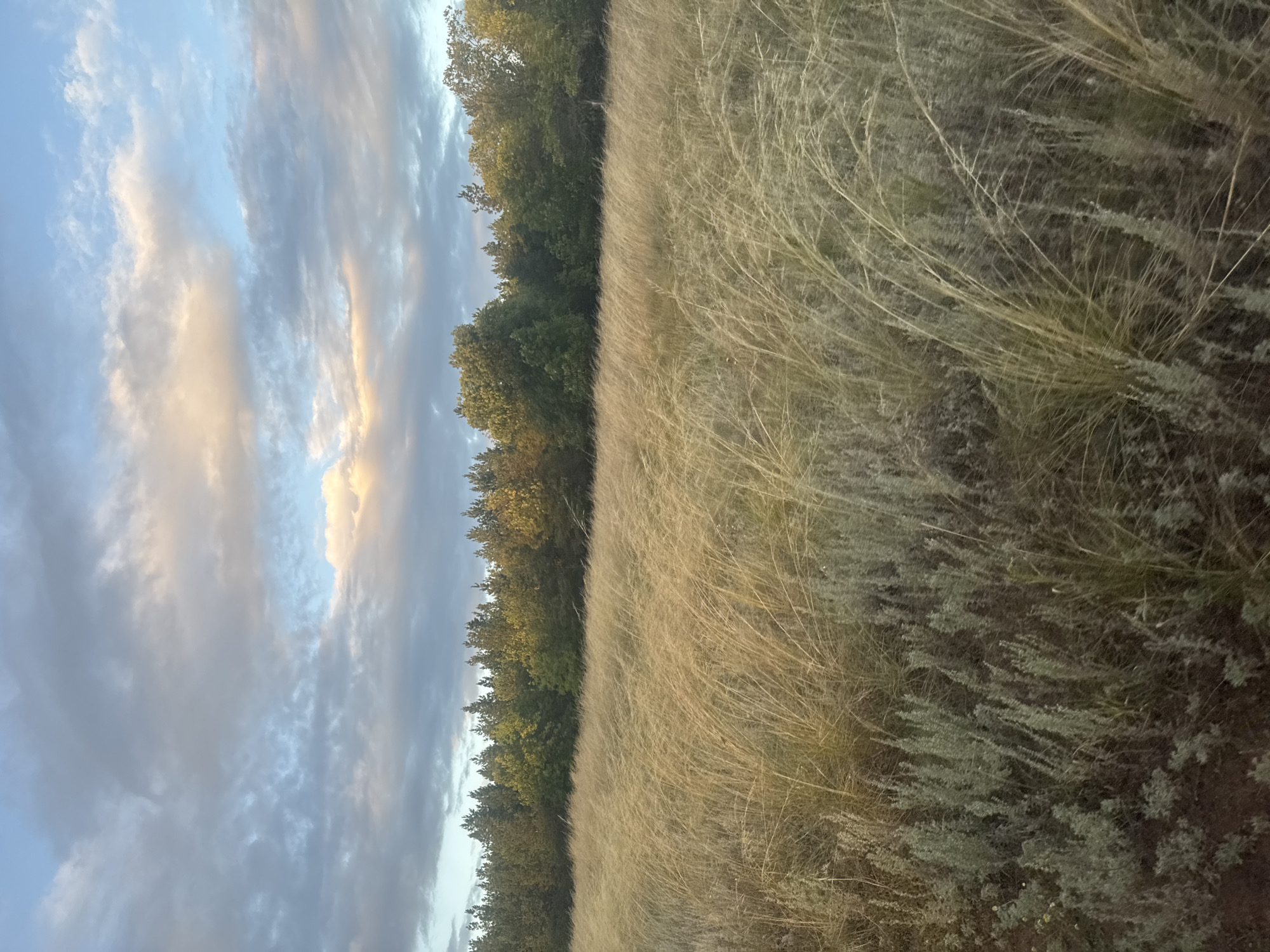 The image depicts a wide, open field with tall, dry grasses swaying gently in the breeze. The field is bordered by a dense line of trees, some of which are illuminated by soft sunlight, suggesting either early morning or late afternoon. Above the trees, the sky is a mix of soft blues and grays, with scattered clouds tinged with warm colors, indicating a sunrise or sunset. The foreground of the field shows shorter, grayish-green bushes interspersed with the taller grasses. The overall impression is one of natural, rural landscape. The location is identified as Vasilievka, Russia. There are no people or specific actions depicted in the image; it is a static environmental scene.
