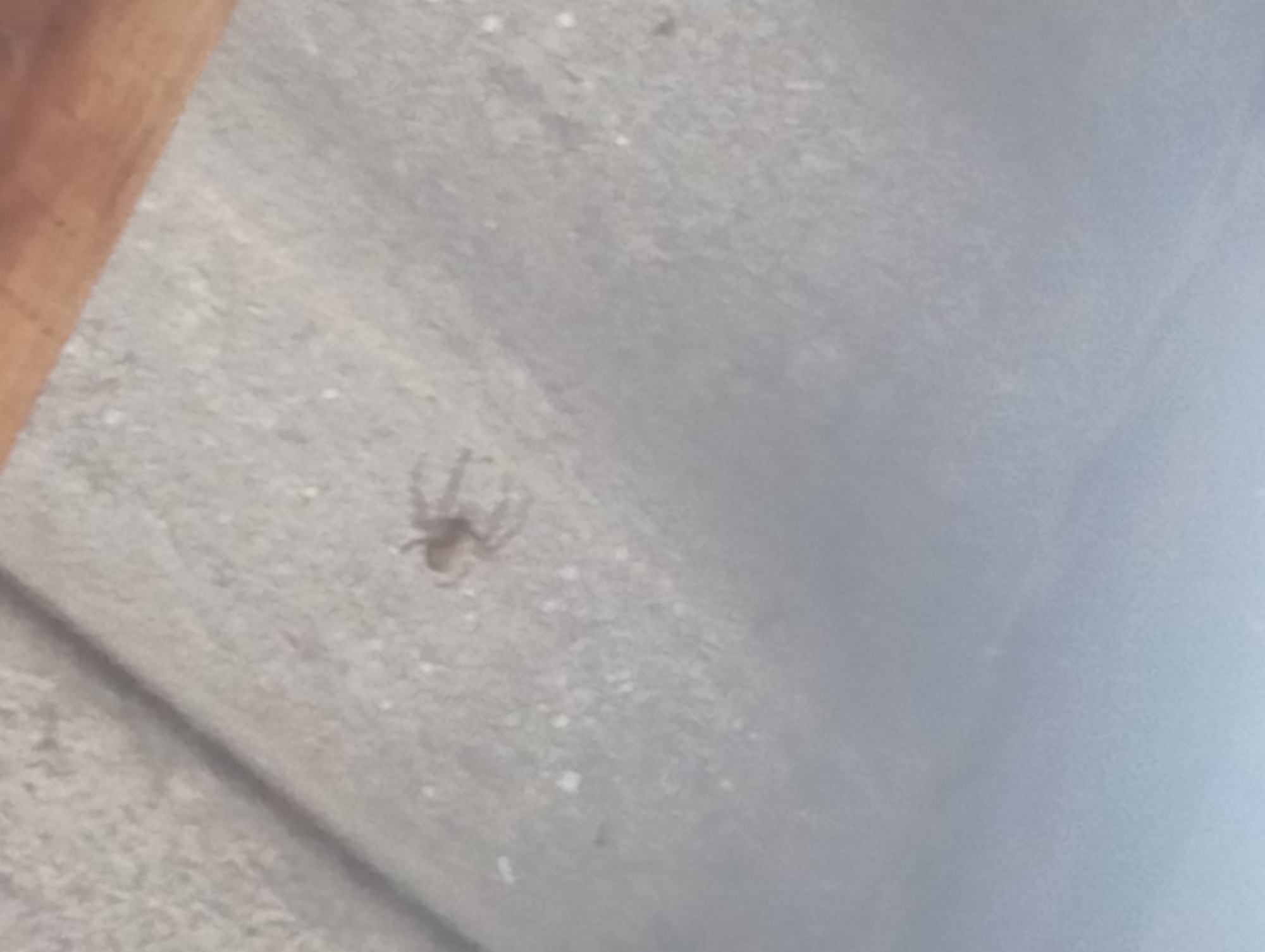 The image displays a small, light-brown spider on a light gray, textured surface, possibly concrete. The spider is positioned in the upper center of the frame, facing left. The surface appears to be outdoors, with a wooden structure visible in the upper right corner, suggesting it might be a wall or a ceiling. The lighting is even, and the focus is on the spider and the immediate surrounding surface. The lower portion of the image is out of focus and appears to be a lighter blue, potentially representing the sky or another surface. The image does not provide any information about the city of Qobda, Kazakhstan.