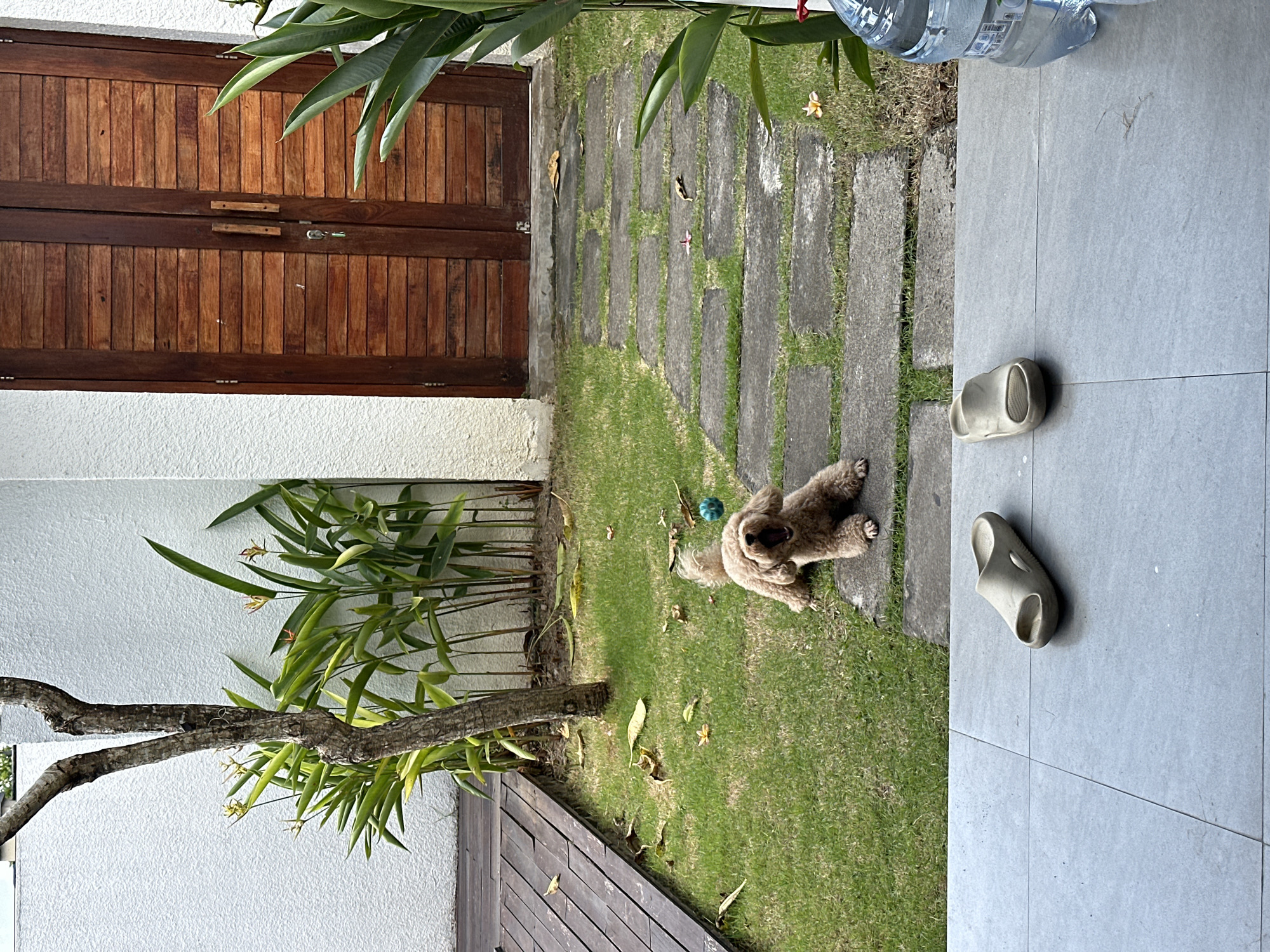 This image captures a scene in North Kuta, Indonesia. The foreground includes a pair of grey-toned sandal-style shoes on a grey tiled patio. Next to the patio is a grassy area with a light brown poodle playing with a green ball. The ground is covered with greenery and scattered yellow flowers. A pathway constructed of rectangular stones interspersed with grass leads towards a brown wooden double door. A white wall serves as the backdrop for the wooden door and features a partially visible green plant. The sky is not visible in the image.