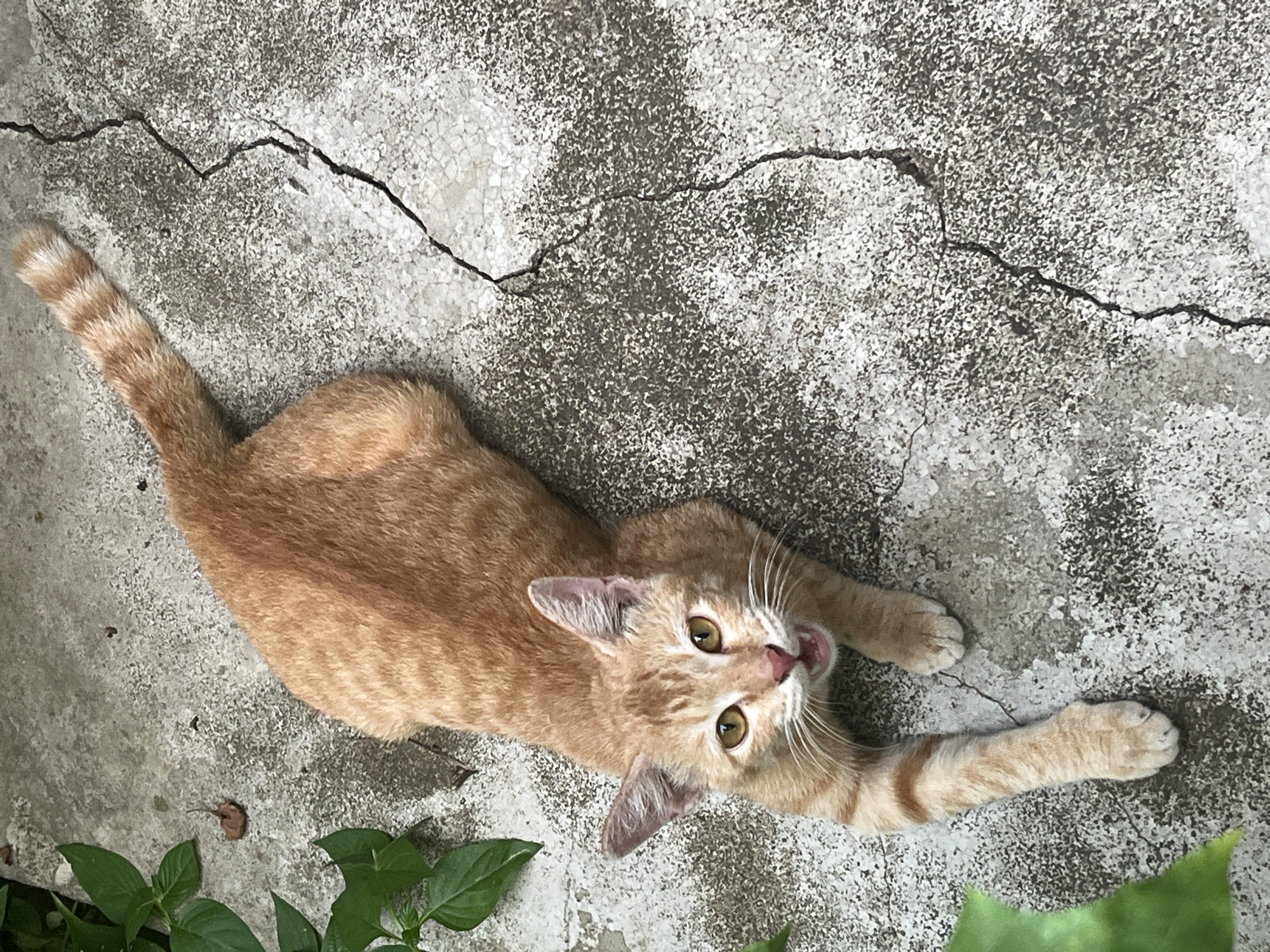 An orange tabby cat is lying on cracked concrete pavement. The cat is facing upwards towards the camera with its mouth open. Its front left paw is extended forward, and its body is stretched out. Green leaves are visible in the upper left corner of the image. The scene appears to be outdoors, possibly in a backyard or alleyway. The image was taken in Meliau Hulu, Indonesia.