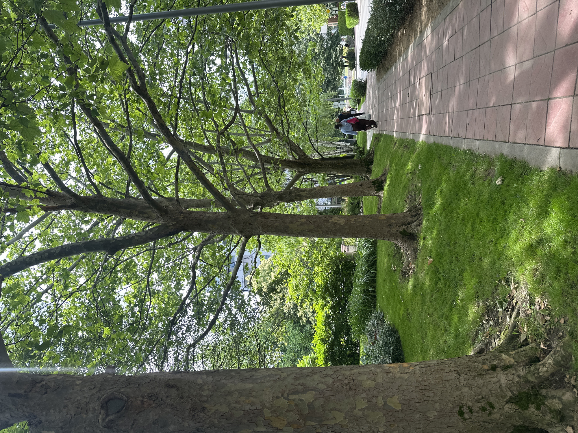 A paved sidewalk lined with mature trees with lush green leaves and well-maintained grass borders runs alongside a park in Sofia, Bulgaria. The trees' thick trunks are visible on the left, and their branches spread overhead, creating a dappled canopy of sunlight and shade on the path. In the mid-ground, two people are walking away from the camera on the sidewalk, one carrying a pink bag and the other brown bags. Behind the trees and to the right of the sidewalk, a dense green hedge forms a boundary. Further back, more trees and greenery are visible, with a building's upper floors peeking through the foliage. The scene depicts a pleasant, tree-lined urban pathway, likely a public park or a well-landscaped street.