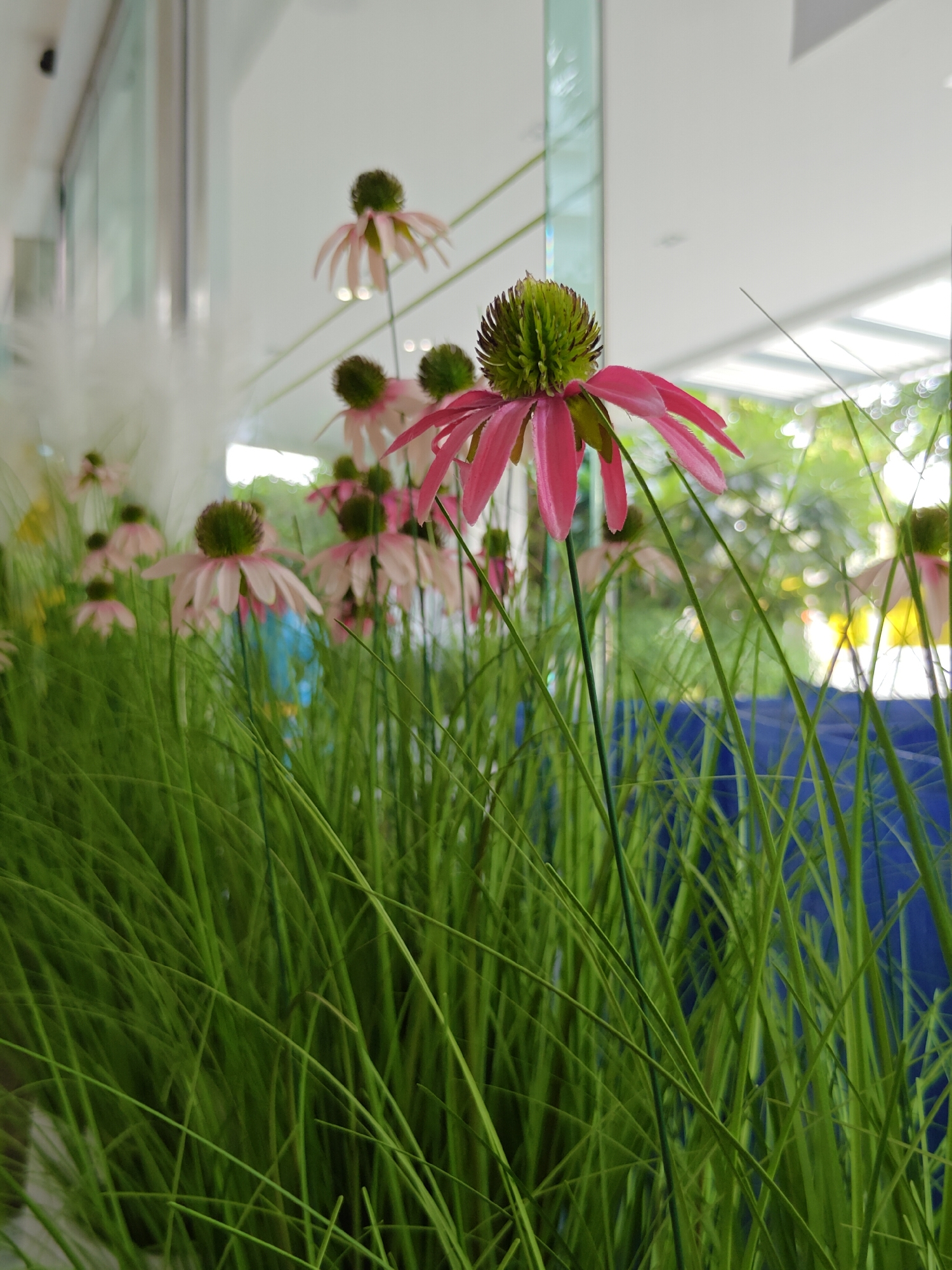 The image depicts a close-up view of artificial pink coneflower (Echinacea) flowers with green centers, arranged in a lush, dense bed of artificial green grass. The flowers are the primary focus, with one prominent bloom in the foreground, its pink petals drooping slightly and its spiky green center clearly visible. Behind this flower, numerous other coneflowers, some in full bloom and others less defined due to the shallow depth of field, are scattered amongst the grass. The background is blurred, revealing a reflective surface that suggests glass or polished windows, with hints of an indoor environment and possibly an outdoor scene beyond. The overall impression is of a decorative arrangement, likely in an interior space with large windows, such as a shopping mall, hotel lobby, or exhibition hall in Pattaya City, Thailand. The lighting appears bright and diffused, typical of an indoor setting with natural light. No people are visible in the image.