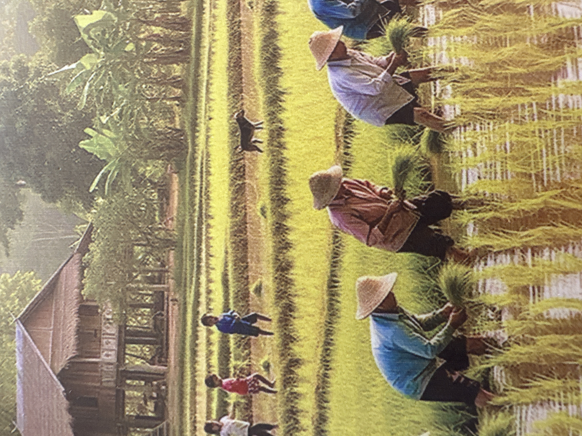 A wide shot captures a vibrant agricultural scene in Mai Chau, Vietnam, featuring a stilted wooden house with a thatched roof in the background, surrounded by lush greenery and banana trees. In the mid-ground, several children are walking across a rice paddy field. In the foreground, a group of farmers, wearing conical hats, are actively transplanting rice seedlings. A dog stands in the middle ground of the rice paddy. The overall environment is a sun-drenched landscape of terraced rice fields, indicating a rural setting focused on rice cultivation.