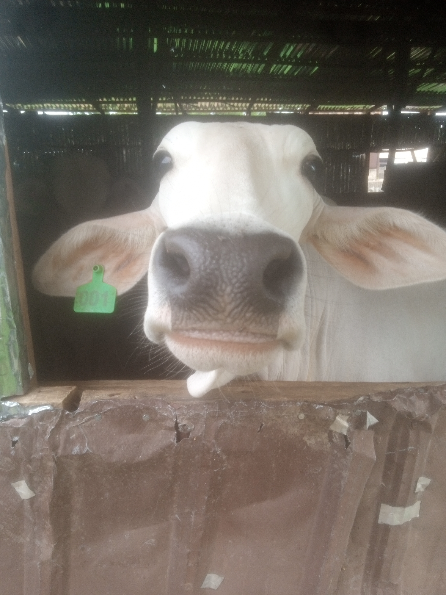 A close-up, eye-level shot shows a white cow looking directly at the camera, its face filling most of the frame. The cow is inside a wooden and corrugated metal enclosure. A green ear tag with the number "001" is visible on the cow's left ear. The background is dark and out of focus, with hints of a thatched or corrugated roof overhead and possibly other animals or structures further back. The lighting is dim. The scene appears to be a farm or livestock holding area. The image does not provide any specific information about a location in the city of Television, Nigeria.