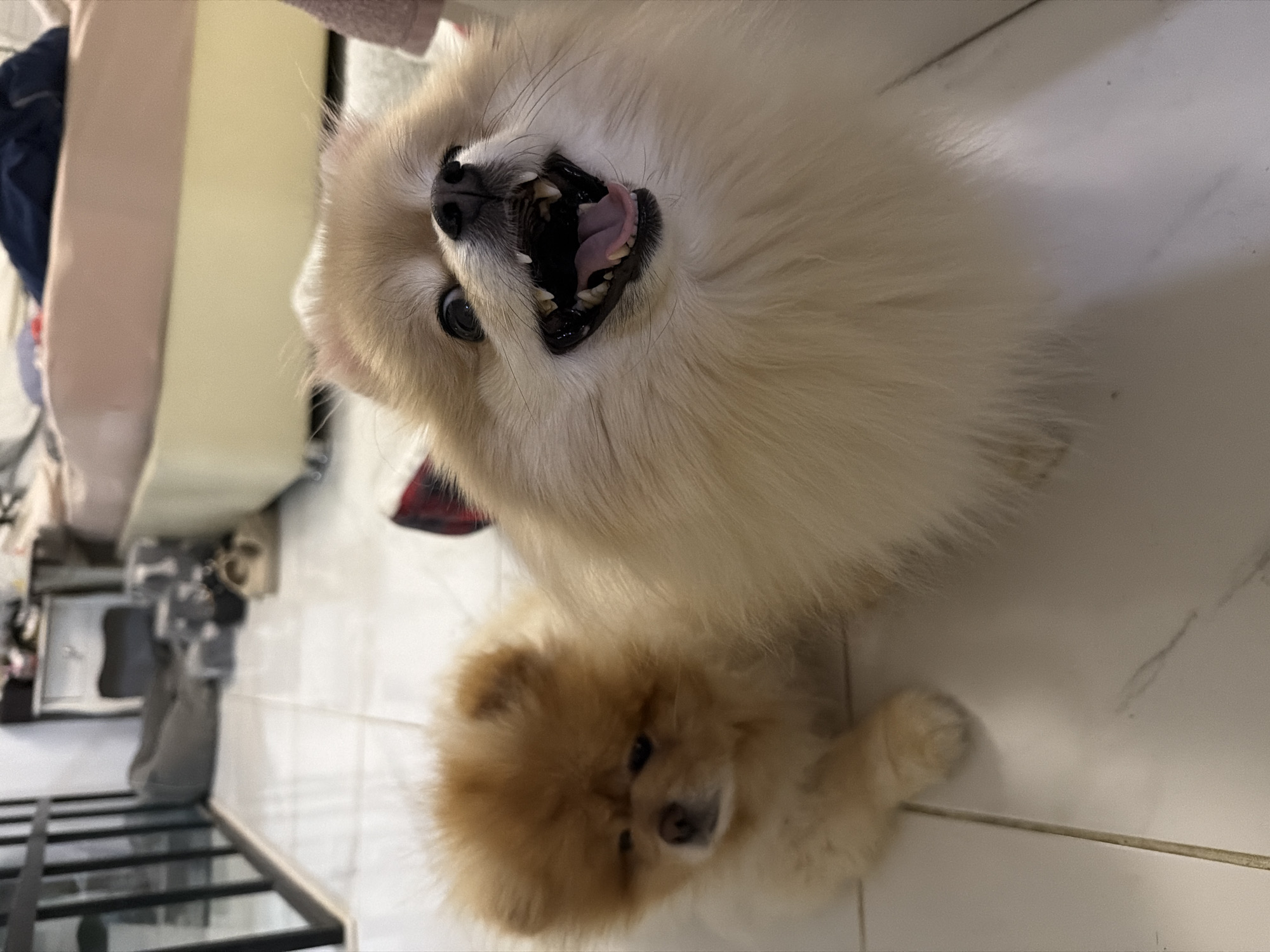 Two Pomeranian dogs are on a tiled floor in what appears to be a residential setting. The dog in the foreground is light brown with a fluffy coat and its mouth is open, revealing its teeth and tongue. The dog in the background is also light brown and appears to be looking down. The environment includes a bed with a beige headboard and a dark blue comforter, a white nightstand, and a black railing. There are also some pet beds and other items in the background. The lighting suggests it is daytime. There is no information available to suggest this image was taken in Tbilisi, Georgia.
