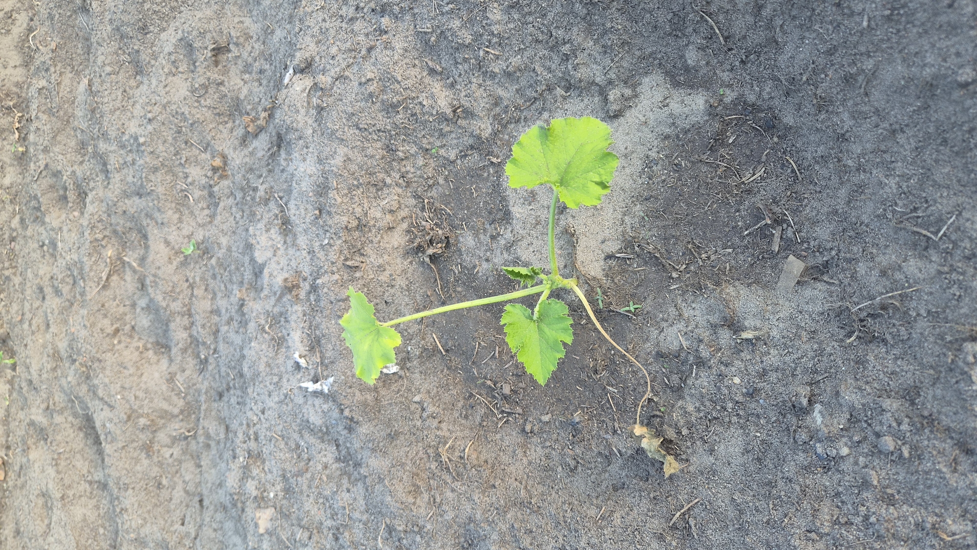 A young zucchini plant grows from dry, dusty soil in a garden. The plant has a thin green stem with three prominent, bright green leaves. Two leaves are positioned horizontally, while one is angled upwards. A thin, light brown tendril extends from the base of the plant and trails along the ground. The soil is a light gray-brown, with visible small pebbles and dried plant debris scattered across the surface. Sunlight casts subtle shadows on the ground, indicating it is likely daytime. The scene is captured from a slightly elevated, overhead perspective.