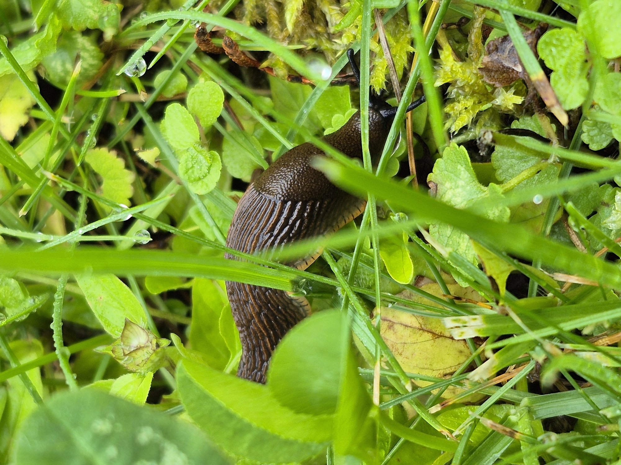 A close-up, eye-level shot shows a brown slug moving through wet, green grass. The slug is positioned horizontally across the frame, with its head and antennae visible on the right side. The slug's body is ridged and darker brown than the surrounding vegetation. Water droplets are visible on the blades of grass, indicating recent rain or dew. The background is a blur of green foliage and some mossy textures. The overall scene is one of a small creature in its natural, damp environment.