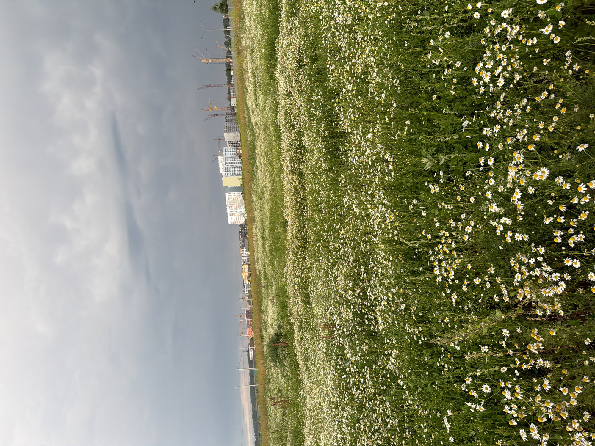 An outdoor, eye-level shot depicts a field of white daisies with yellow centers. The field occupies the majority of the foreground and midground. In the background, there are several tall, modern buildings and construction cranes. A cloudy sky dominates the upper portion of the image. The location is identified as Froly, Russia.