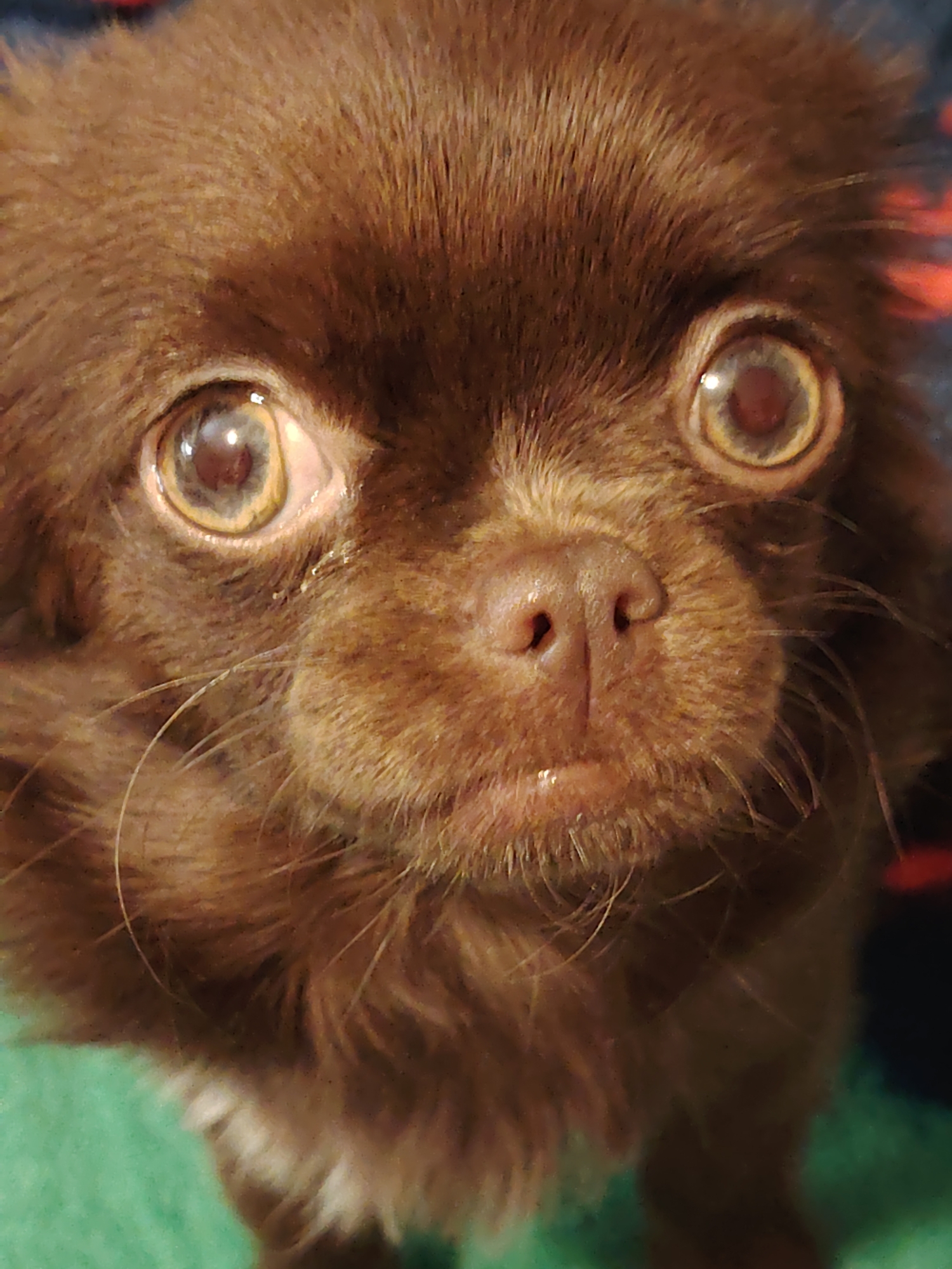 A close-up portrait captures the face of a small, long-haired brown dog looking directly at the viewer. The dog's fur is a rich chocolate brown, with lighter, reddish-brown tones around its muzzle and under its chin. Its large, round eyes are a striking light brown or amber color, each reflecting a bright, circular light source, indicating an indoor setting. A dark reddish-brown nose sits prominently in the center of its face, above a small, moist-looking mouth. Delicate whiskers extend from its muzzle. The texture of its soft, flowing fur is clearly visible across its head and cheeks. The background is largely out of focus, presenting as soft blurs of color: dark blue and reddish-orange hues behind the dog's right side, and a textured, soft green surface, possibly a blanket or carpet, behind its left side and beneath its chest. The dog's expression appears attentive and curious. No specific activity or event is taking place other than the dog posing for the photograph. There is no visible text in the image, and no specific location cues for Бараўлянскі сельскі Савет, Belarus are discernible within the frame.