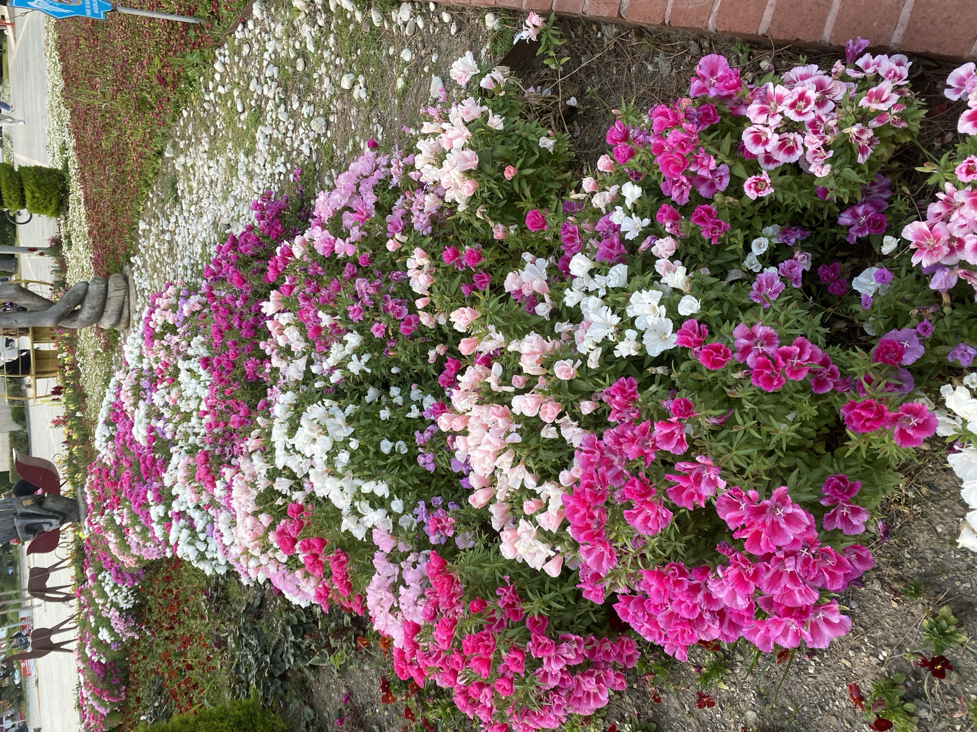 This image captures a vibrant display of flowering plants in what appears to be a public garden or park in Alanya, Turkey. A long, continuous bed of flowers stretches across the frame, predominantly featuring hues of white, various shades of pink, fuchsia, and some purple. The flowers have delicate, ruffled petals and are densely clustered, consistent with varieties like Clarkia (Farewell-to-Spring) or Godetia.
To the right of the flower bed, a low red brick wall is visible, suggesting a boundary or planter edge. Next to the flowers, a strip of ground is covered with small, light-colored pebbles or stones. Beyond this, further into the background, other green vegetation is present, along with what seems to be a paved path or road. Blurry figures of people can be seen in the distance, indicating a public space where visitors might be strolling or enjoying the scenery.
The lighting suggests it is daytime, under clear weather conditions, as there are no harsh shadows. In the upper left corner of the original image (and more clearly in the top-left crop), a blue sign with white text is partially visible. The discernible text on the sign reads "ALANYA BELEDİYESİ" (Alanya Municipality) and "MÜZE" (Museum), providing a specific location cue consistent with the Alanya, Turkey context. The overall scene is bright and cheerful, highlighting the natural beauty of the floral arrangement.