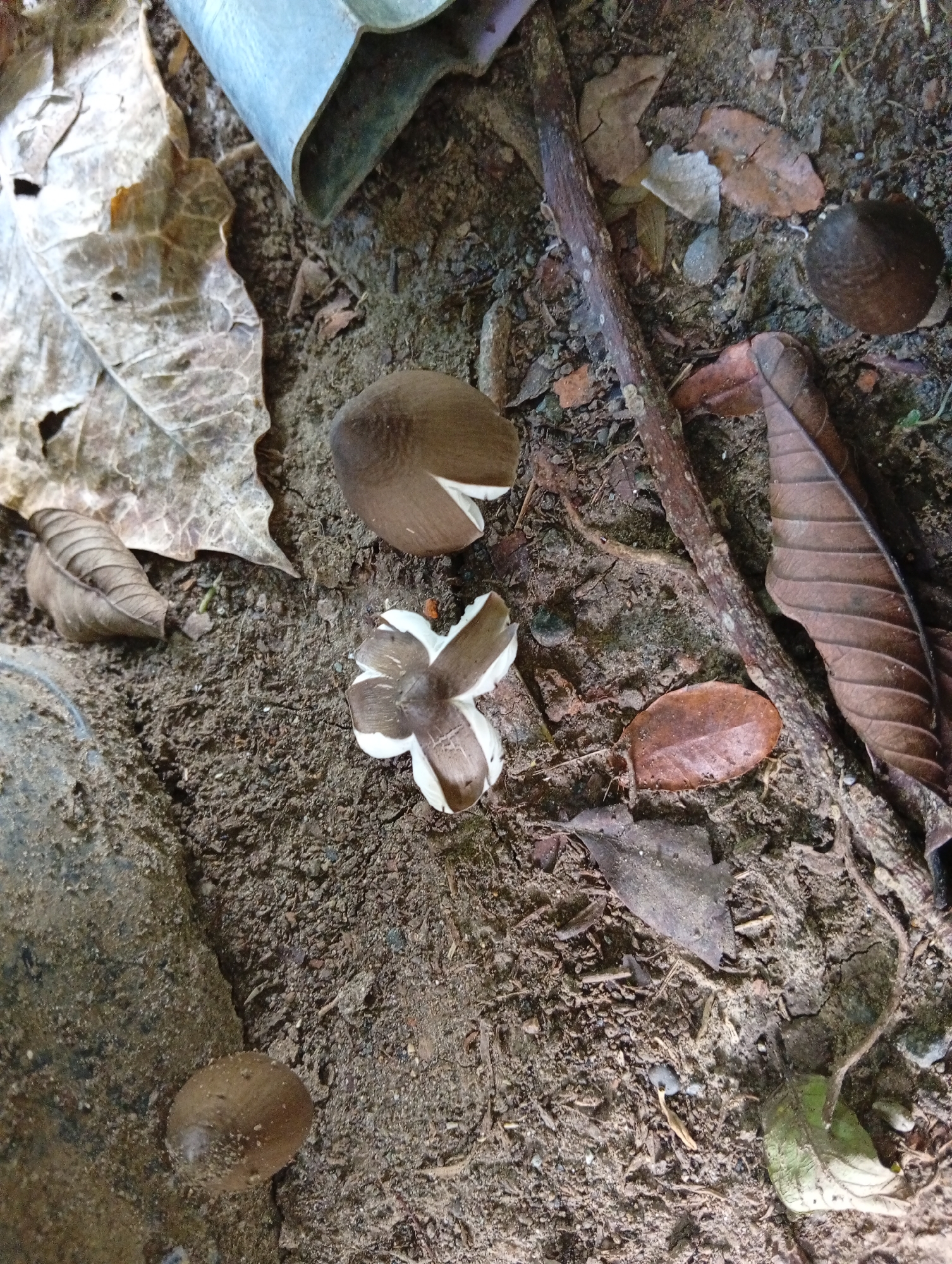 The image depicts a close-up, overhead view of the forest floor in Carmen, Philippines. The ground is covered in dark soil, scattered with fallen leaves of various sizes and states of decay, and twigs. Several mushrooms are visible. One mushroom, on the left side, is a small, rounded, brown cap. Another mushroom, in the center-right, has a brown, conical cap with white gills peeking out. A third mushroom, in the lower center, appears to be an earthstar fungus, with star-shaped, brown arms and a pale inner cap. A broken piece of a metallic object, possibly debris, is present in the upper left corner. The scene is natural and appears undisturbed.