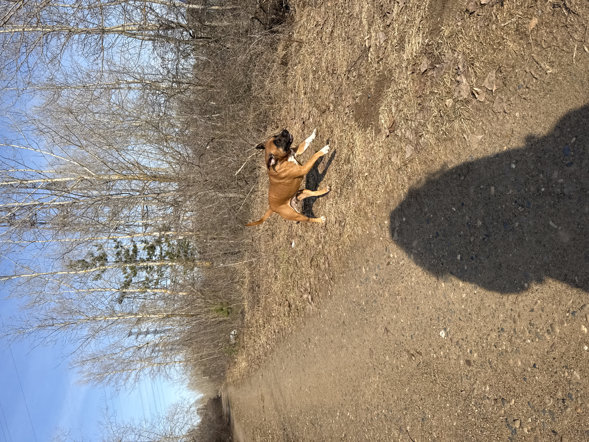 A brown dog with white markings on its paws stands on a dirt path lined with bare trees. The sky is visible in the upper left corner, appearing blue. A shadow is cast to the right of the dog. The dog is positioned near the center of the frame. The specific location in Chaikovsky, Russia, is not discernable from the image.
