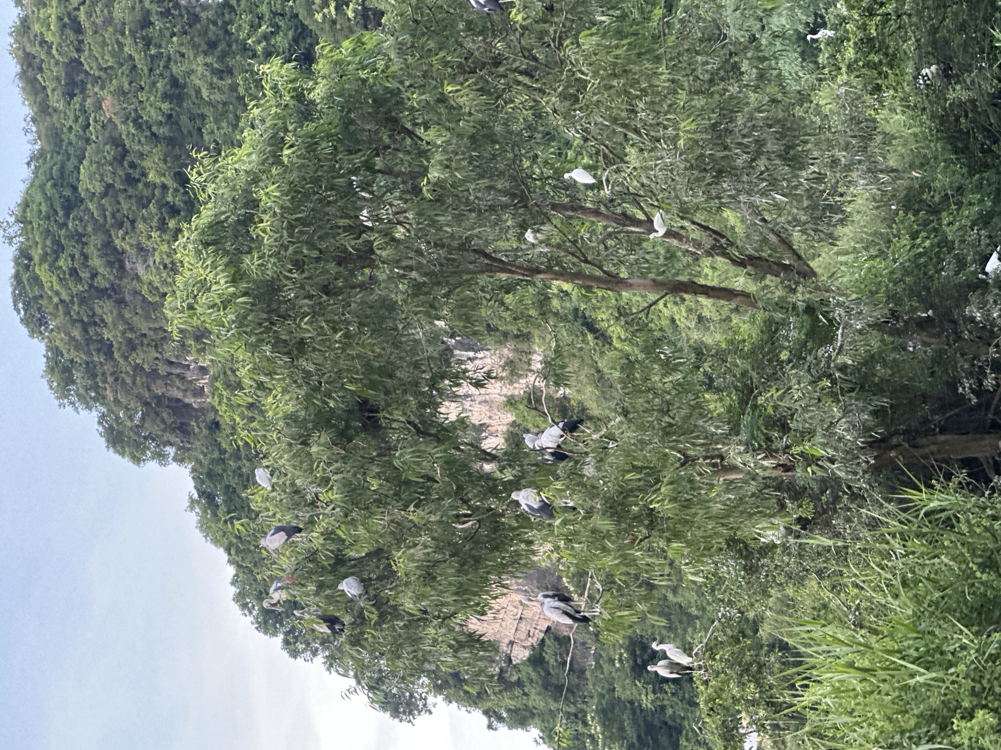 This image captures a lush green environment with a prominent tree laden with numerous birds. The tree, with its dense foliage and branching structure, serves as a perch for a variety of avian species, including egrets and possibly other waterbirds. The birds are depicted in various poses, some standing, some perched on branches, and some possibly nesting. In the background, a rocky, forested hillside suggests a natural or semi-natural landscape, possibly near a water body given the presence of birds often associated with aquatic environments. The overall scene conveys a sense of wildlife in its habitat, with the vibrant greenery and the scattered white and grey forms of the birds creating a naturalistic tableau. The setting is consistent with the natural landscapes found in areas like Yên Sơn Ward, Vietnam, known for its scenic beauty and diverse ecosystems.