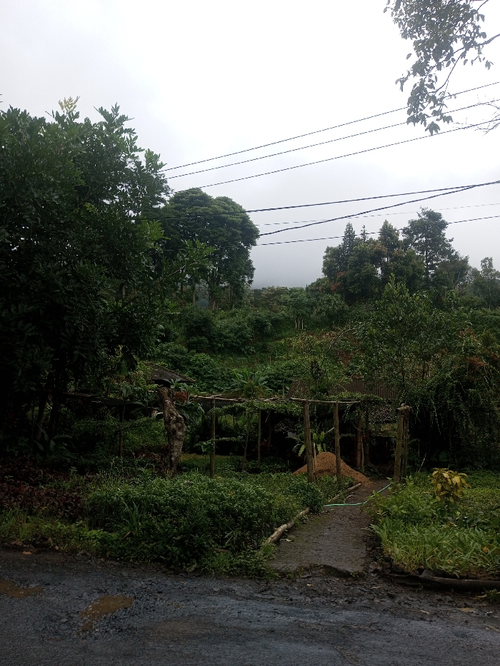 A rural scene under a cloudy sky. Lush greenery covers a hillside, dotted with trees of varying heights and shades of green. A rustic wooden structure, possibly an arbor or trellis, stands in the foreground, partially obscured by foliage. A narrow, weathered path leads towards the structure, flanked by dense vegetation. Power lines stretch across the upper portion of the image. A paved road with puddles fills the bottom of the frame.