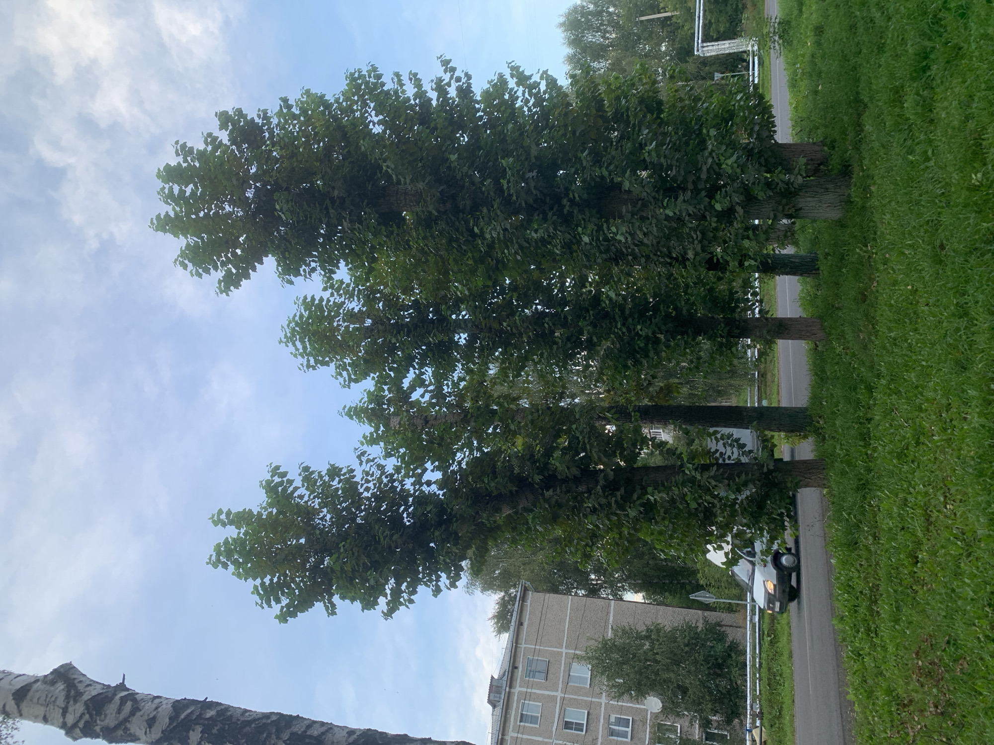 The image depicts a street scene in the city of Prokopyevsk, Russia, under a partly cloudy sky. In the foreground, lush green grass covers the ground, with several tall trees with dense green foliage dominating the mid-ground. These trees appear to be planted in a row along a road. To the left, a multi-story apartment building with a light-colored facade and multiple windows is visible. A white van is seen driving on the asphalt road in front of the trees and the building. In the background, more trees and what appears to be a glimpse of further urban structures can be observed. The overall impression is one of a residential area with significant tree cover.