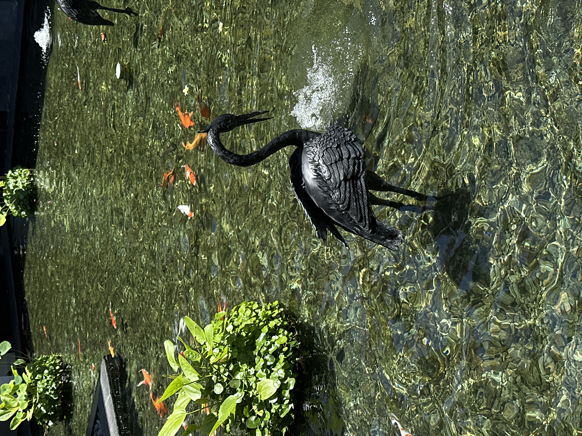 This image, taken in Nusa Dua, Indonesia, shows a pond. The pond has a black crane sculpture and a number of koi fish swimming in it. There are two small clumps of greenery growing along the edge of the pond. The water is clear and a small fountain can be seen splashing water.