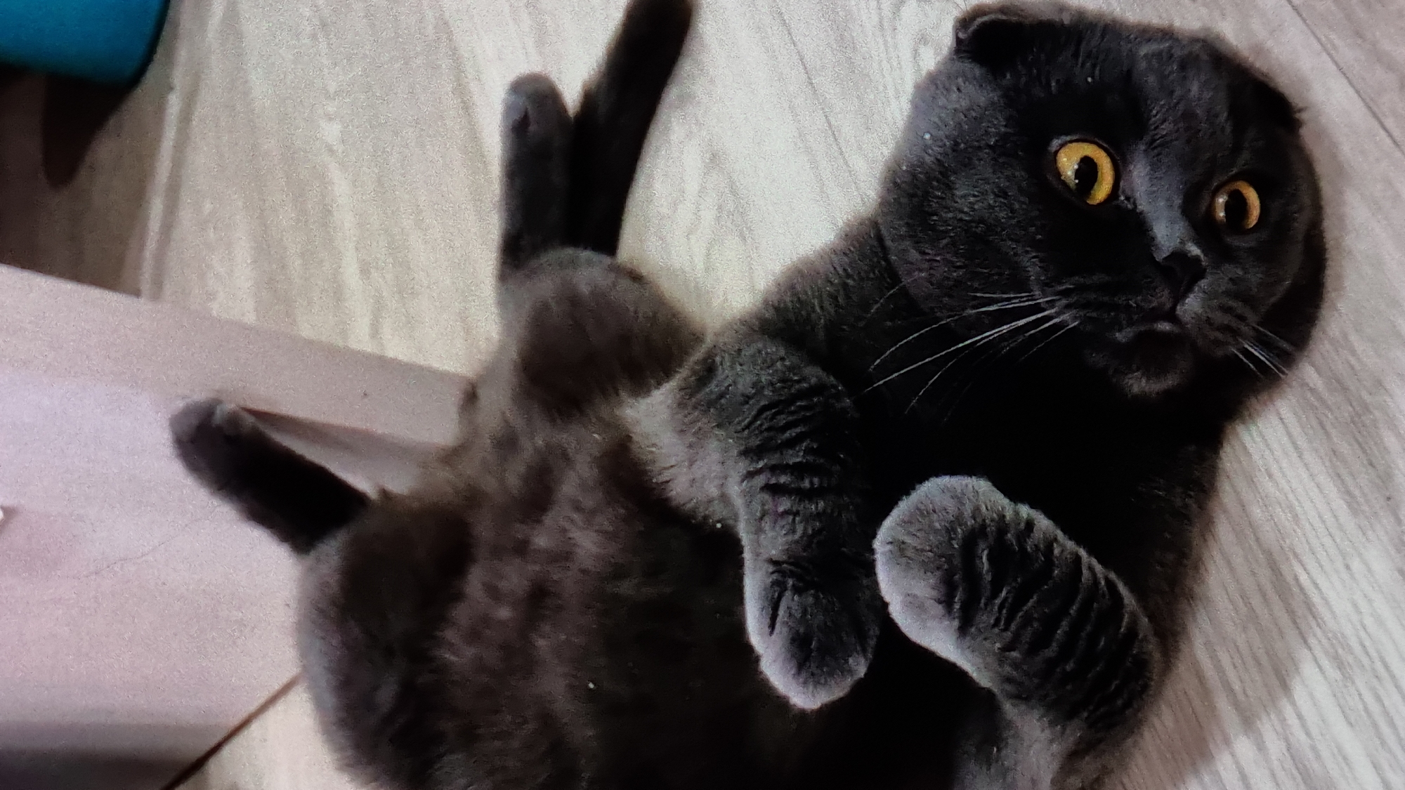 The image features a dark gray Scottish Fold cat lying on its back on a light-colored wooden floor. The cat has bright yellow eyes and its ears are folded down, characteristic of the breed. Its paws are held up in the air, and its tail is extended behind it. The cat appears relaxed and playful. The lighting suggests it might be indoors during the daytime. The background is slightly blurred, but the wooden floor with a subtle grain pattern is clearly visible. There is a hint of a teal object in the upper left corner, possibly a piece of furniture or a toy. The overall mood of the image is cozy and domestic. No text is visible in the image. The location context provided is Vysokoe, Russia, but there are no specific visual cues in the image to confirm this location.