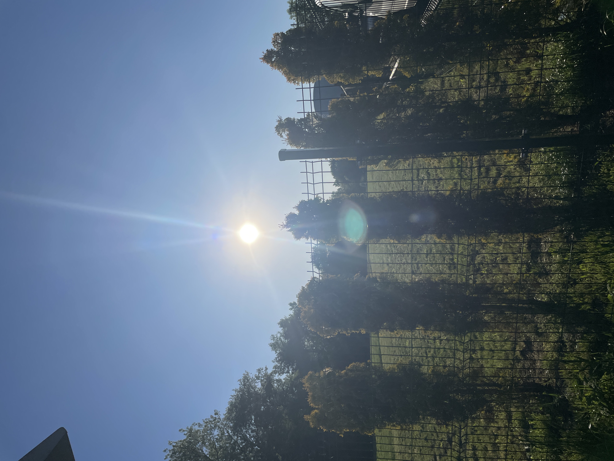 A vertical shot reveals a vibrant scene under a clear, bright sky with the sun prominently positioned. The lower portion of the frame showcases lush greenery, including grass and leafy trees. A wire fence bisects the middle ground, with trees partially obscuring the view beyond. The presence of a structure at the top suggests an urban setting, although the city remains unspecified. The overall ambiance is one of a sunny day in an outdoor environment.