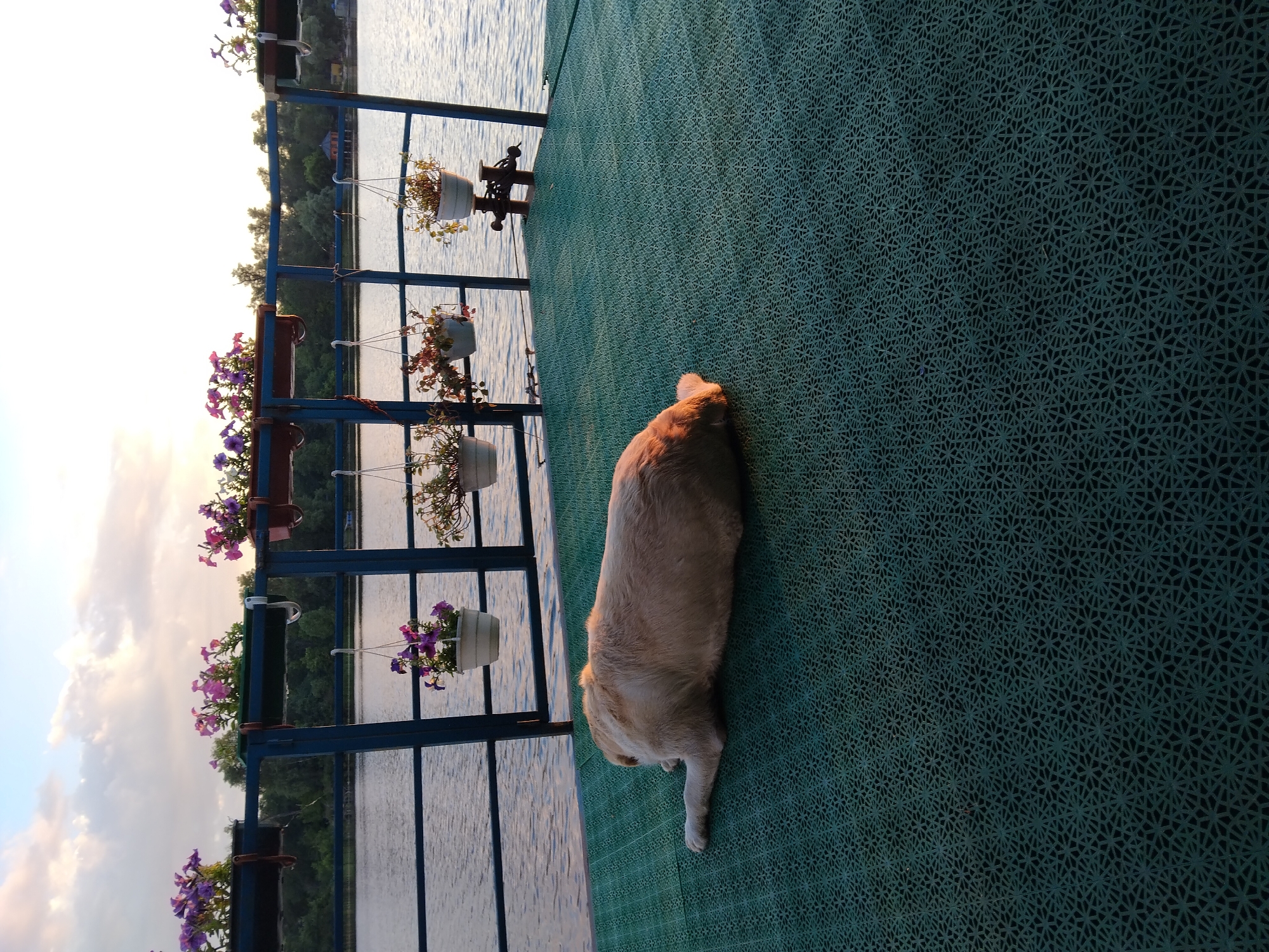 A light-colored dog lies on a green patterned surface. In the background, a body of water is visible, with trees and a blue railing separating the water from the foreground. Several planters with purple and pink flowers are attached to the railing. The sky above is a light blue with scattered clouds, and the sun is setting, casting a warm glow on the scene. The location is the embankment of the Dnipro River in Kyiv, Ukraine.