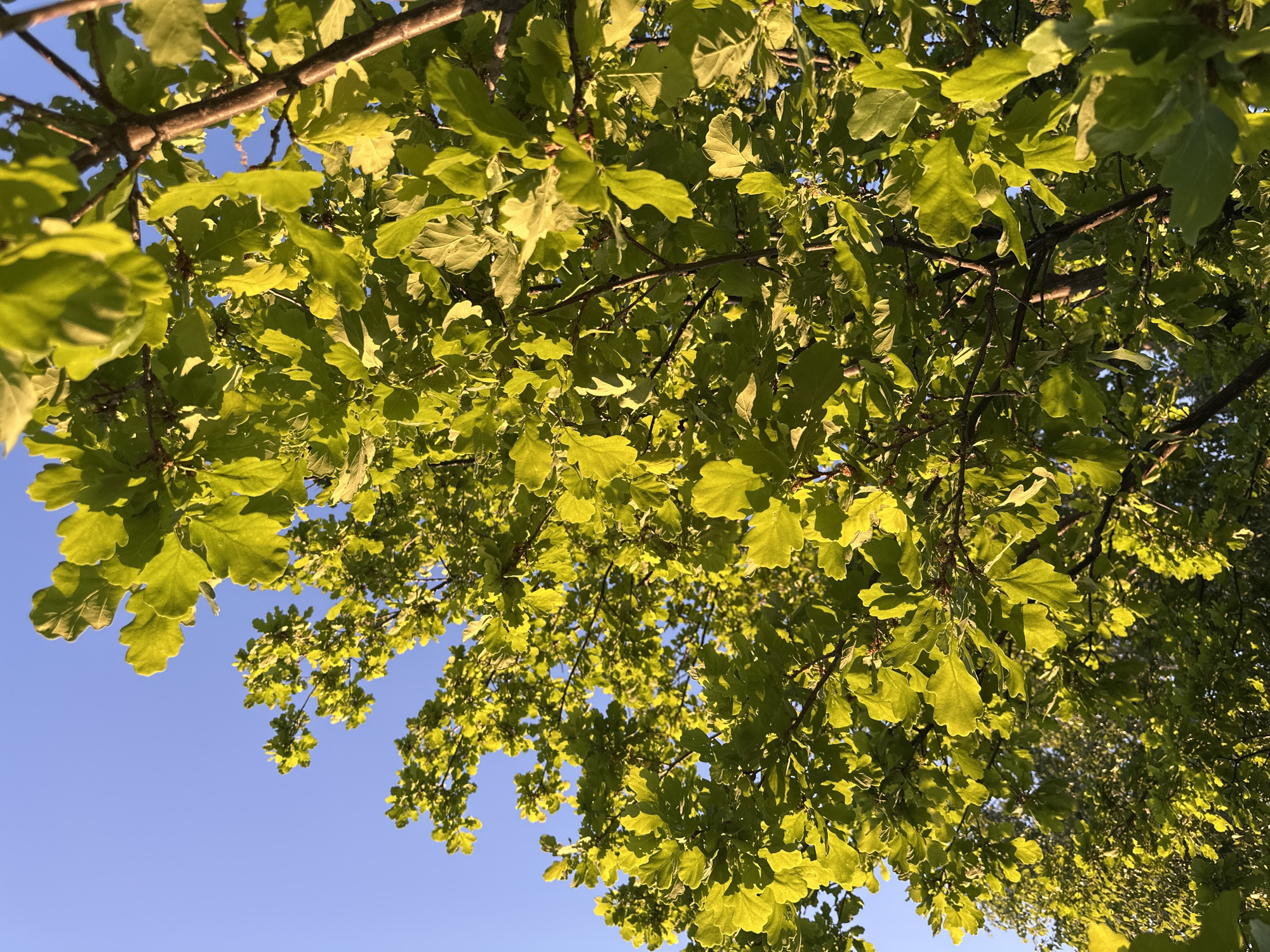 The image shows a view looking up into the canopy of a tree with green leaves against a clear blue sky. The leaves are dense and fill the majority of the frame. The branches are visible among the leaves. The location appears to be outside. There is no evidence of a specific city or other geographic information. There are no people or other visible subjects mentioned.