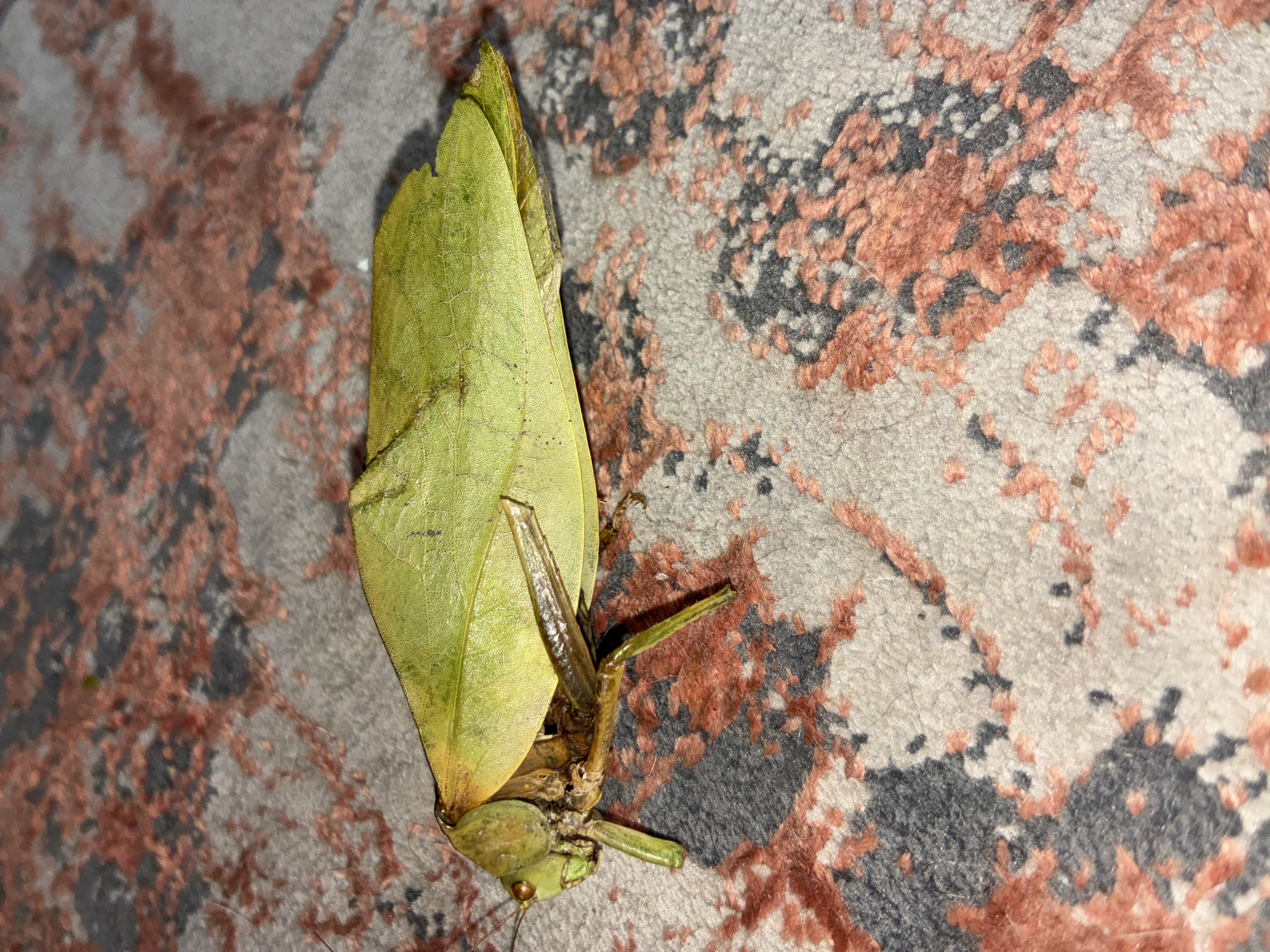 A close-up shot features a dead leaf insect resting on a patterned rug. The insect's body is predominantly green, with leaf-like wings covering its thorax. Its legs are visible, appearing slender and brownish. The rug has a light-colored background with abstract patterns in dark gray and rust-colored hues. The image was taken in Cañada de Madero, Mexico, but no further location specifics are available. No people, actions, or interactions are present in the scene.