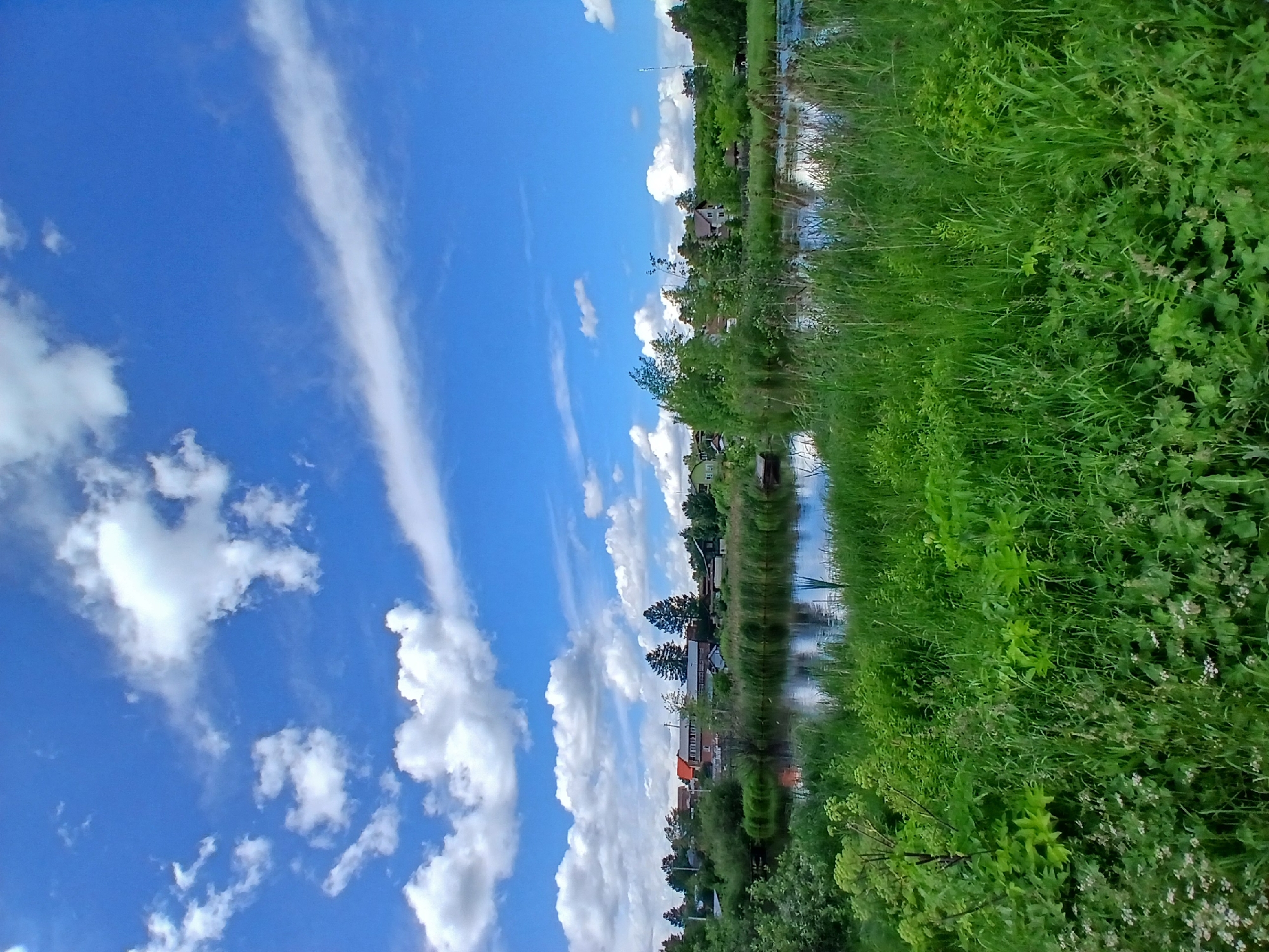 The image depicts a serene landscape scene, likely in a rural or suburban area outside of Yekaterinburg, Russia. The foreground is dominated by lush, tall green grass and other vegetation, with some scattered white wildflowers. Beyond the vegetation, a body of water, possibly a river or lake, reflects the bright blue sky and scattered white cumulus clouds. The far bank of the water is lined with reeds and trees. In the background, several houses with various roof colors are visible, nestled among trees, suggesting a small settlement or village. The sky is a vibrant blue with a long, thin streak of cirrus clouds stretching across it, indicating a pleasant, sunny day. There are no people or animals visible in the image, and no activities are taking place. The scene conveys a sense of peace and natural beauty.