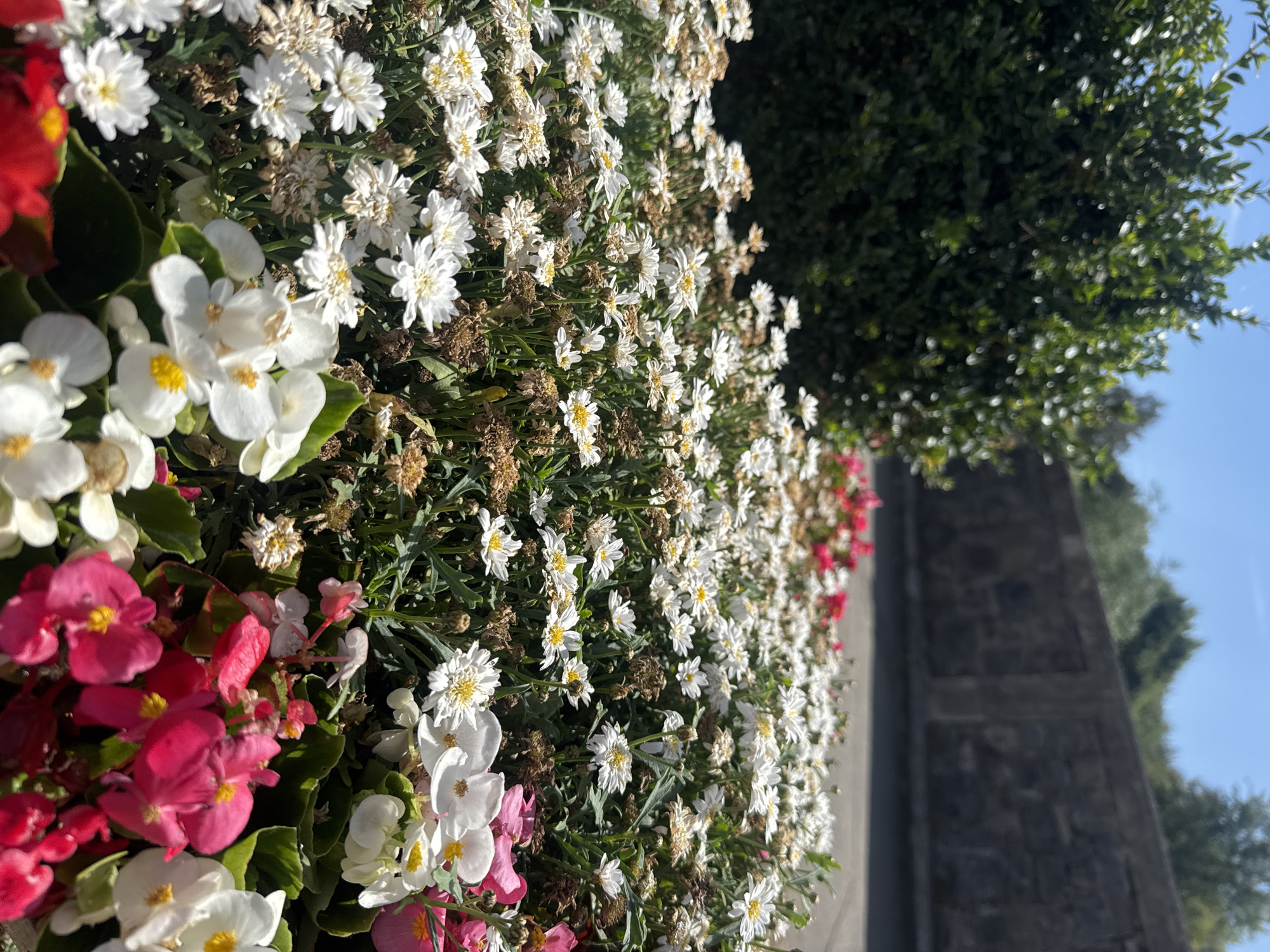 The image shows a close-up view of a flower bed filled with a variety of blooming flowers, predominantly white daisies with yellow centers and some vibrant pink and red flowers. The flowers are densely packed, with some wilting and dried-out blooms interspersed among the fresh ones. In the background, a stone wall runs horizontally, and beyond that, trees and foliage are visible under a clear blue sky. The scene appears to be outdoors, likely in a public space given the presence of the wall and manicured vegetation. The location in Clonmel, Ireland, is not explicitly indicated by any visible landmarks or text within the image. There are no people or discernible actions taking place.