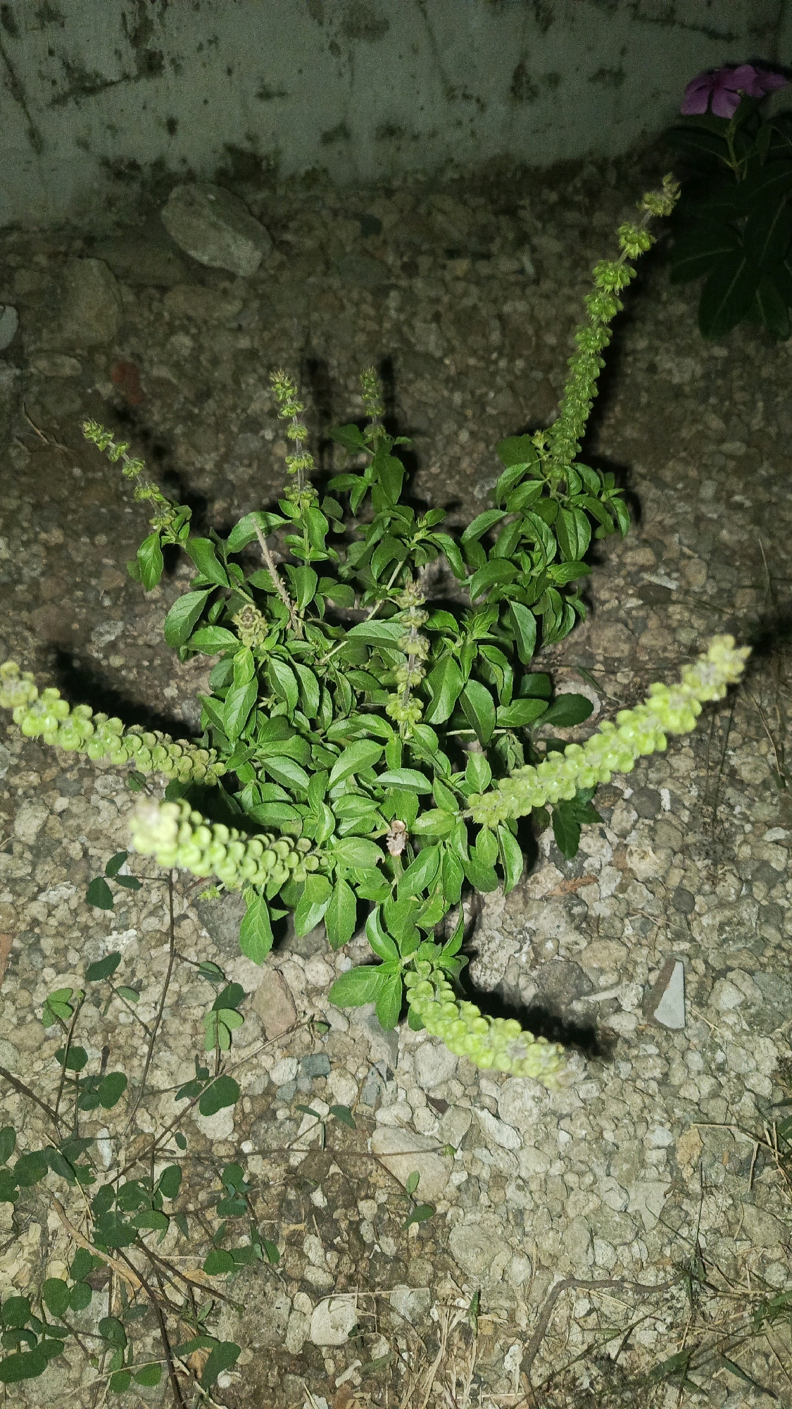 A close-up, high-angle, dimly lit photograph shows a vibrant green basil plant with long, developing flower stalks that are light green and covered in small buds. The plant is situated on a surface of gravel and small stones, with some larger, grey rocks and a textured, concrete wall visible in the background. In the upper right portion of the image, a single purple flower of another plant is visible. The overall scene suggests an outdoor setting, possibly a garden or a neglected urban space in Babadan, Indonesia, given the description. The lighting is low, creating shadows and a somewhat muted color palette.